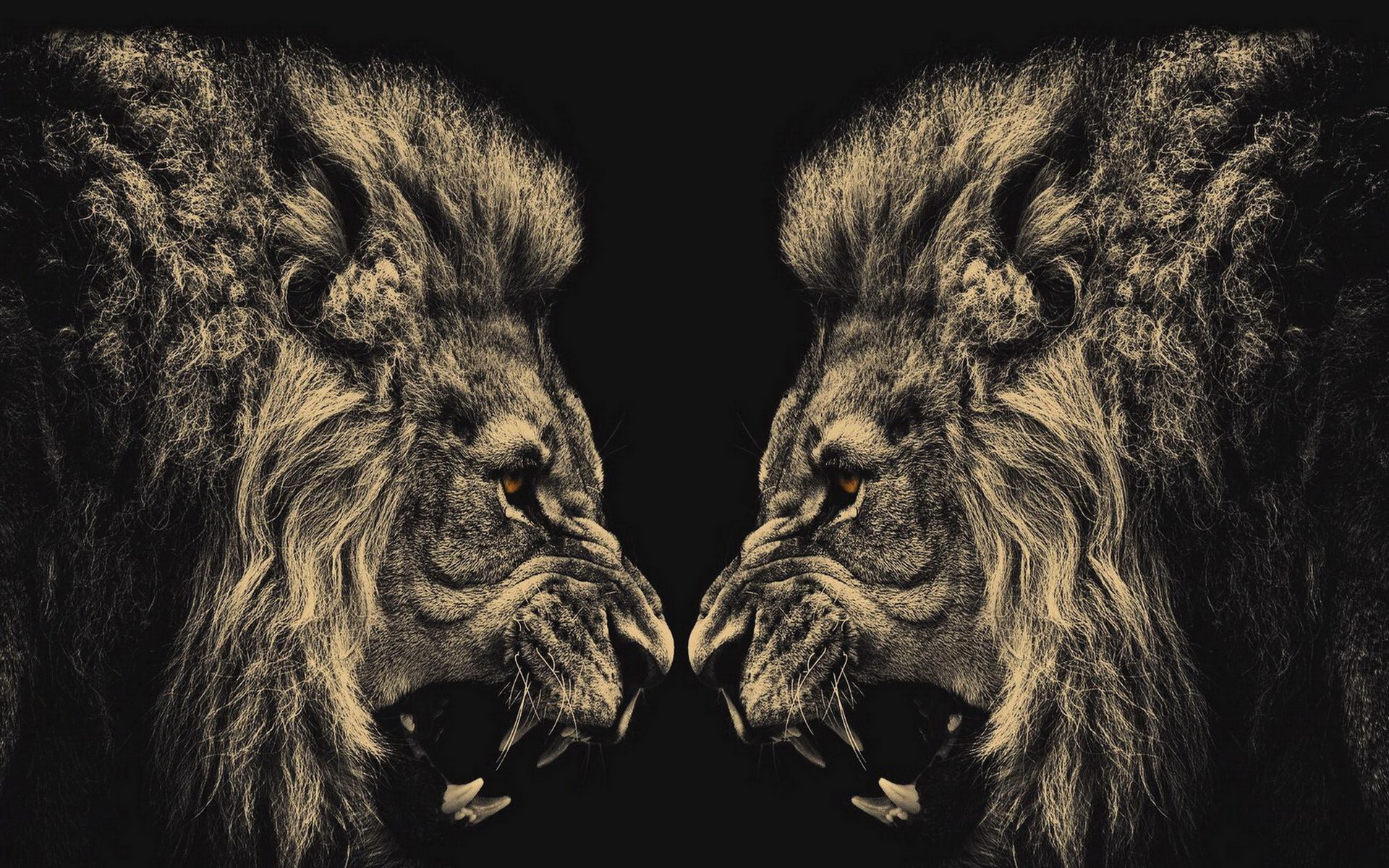 Two lions facing each other HD Wallpaper