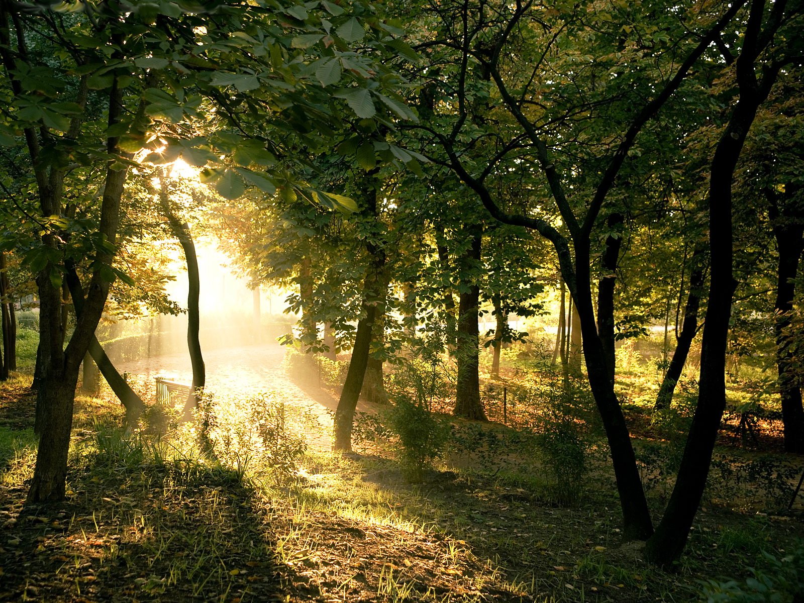 Sunlight filtering through trees in a forest HD Wallpaper