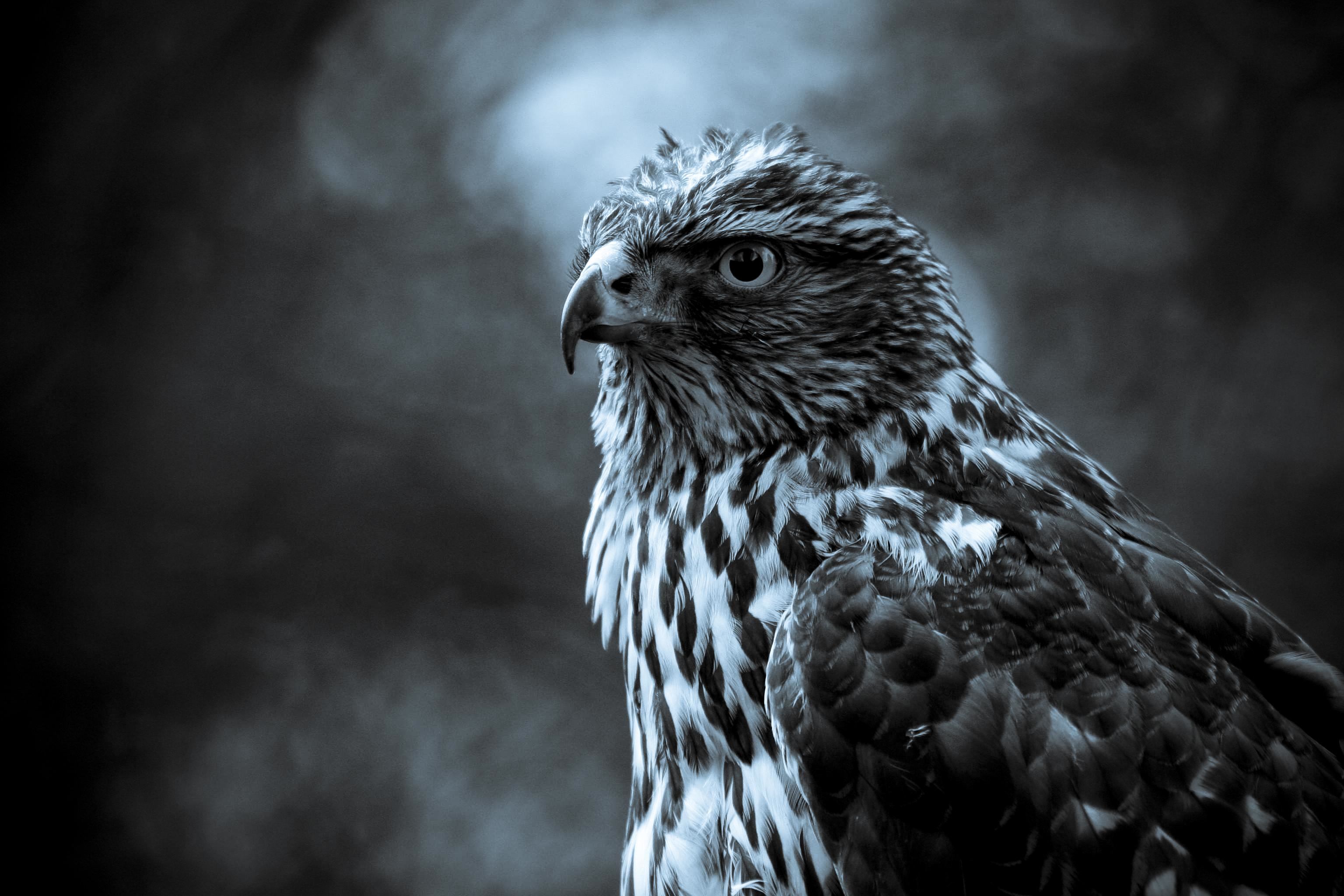 Close-up of a hawk with detailed feathers HD Wallpaper