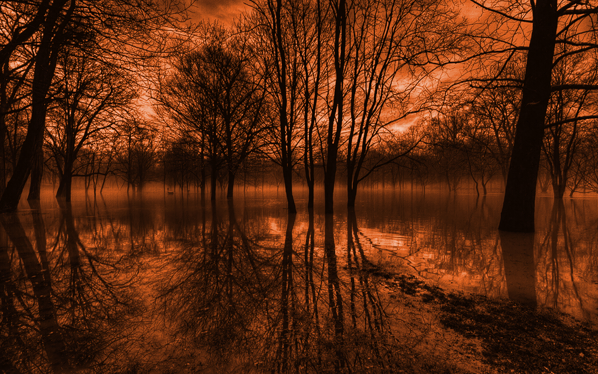 Flooded forest with bare trees and reflections HD Wallpaper