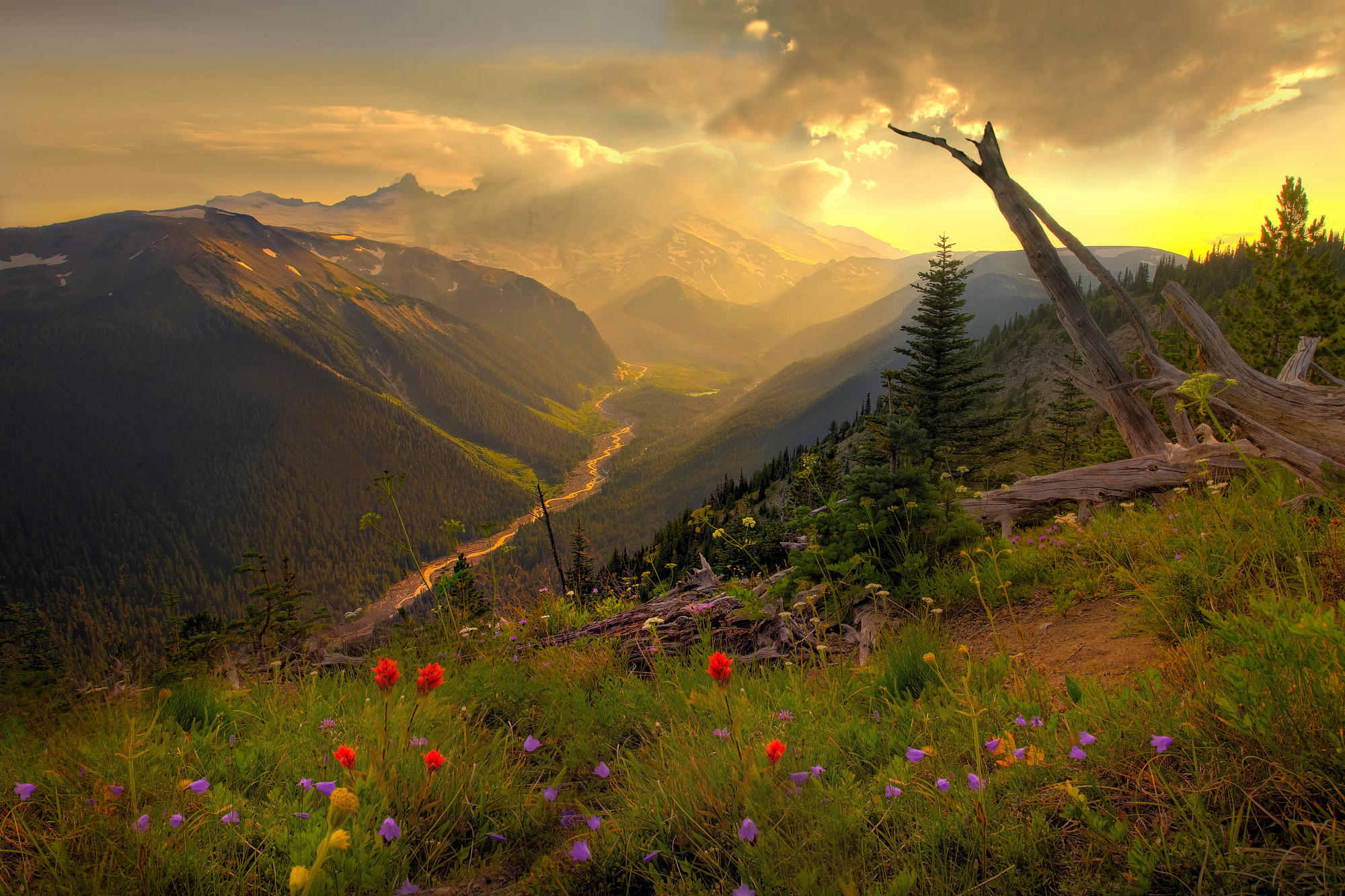 Mountain valley with wildflowers at sunrise HD Wallpaper