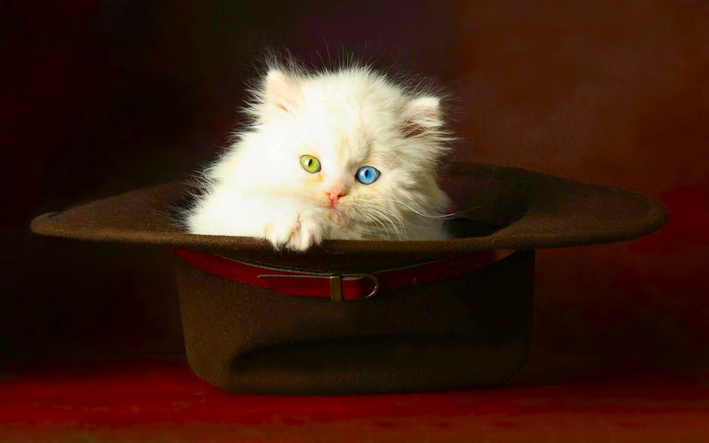 White kitten with heterochromia in a hat HD Wallpaper