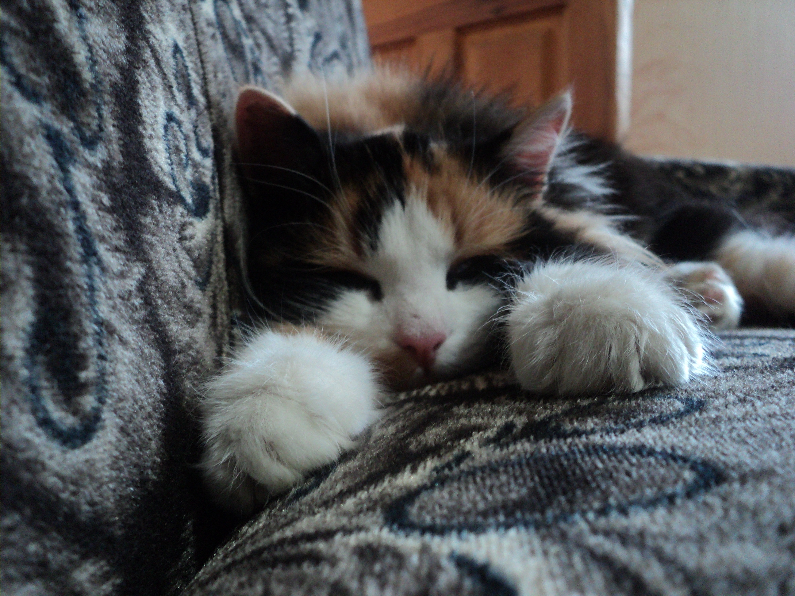 Calico kitten sleeping on a patterned couch HD Wallpaper