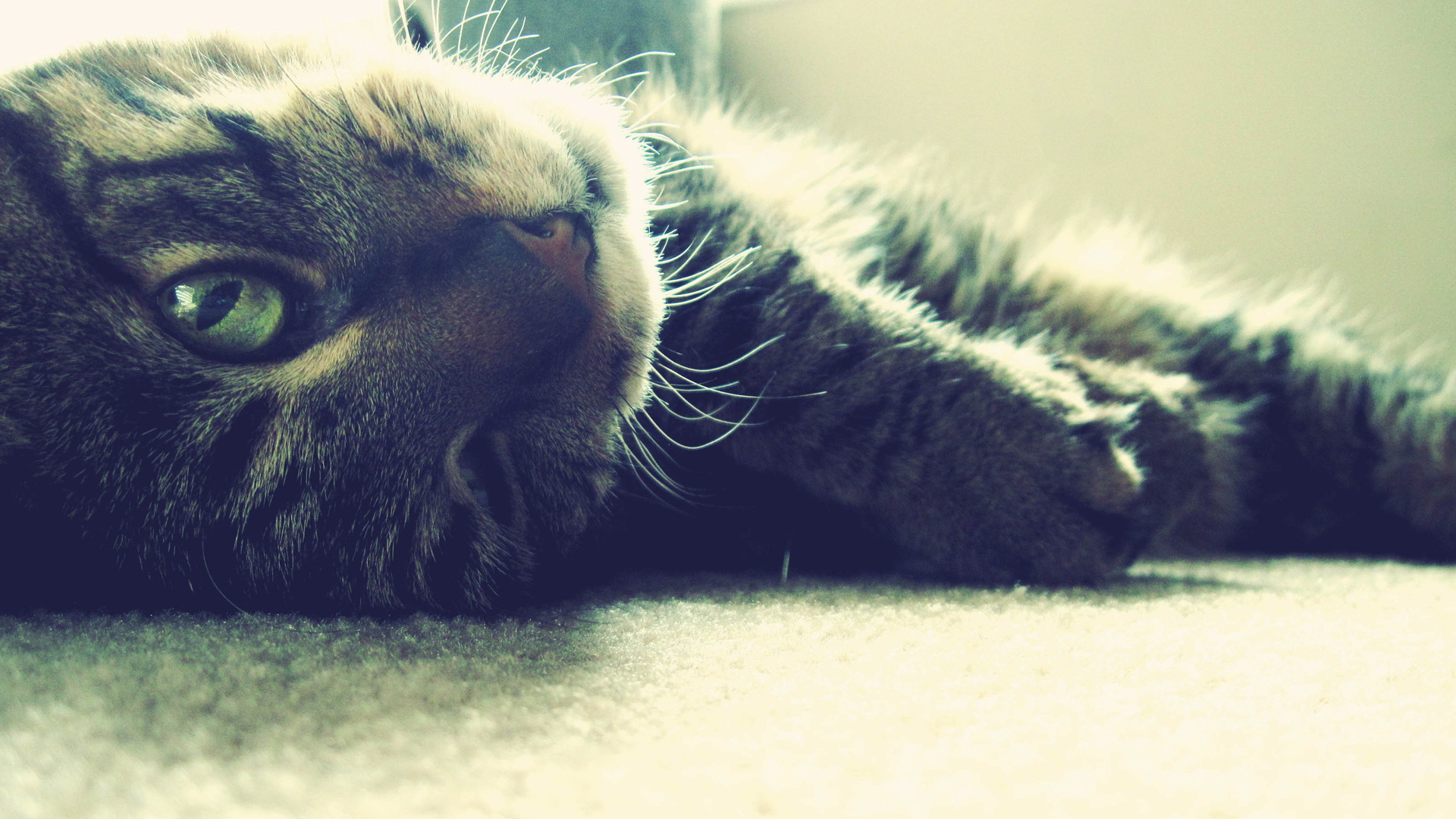 Close-up of a tabby cat lying down HD Wallpaper