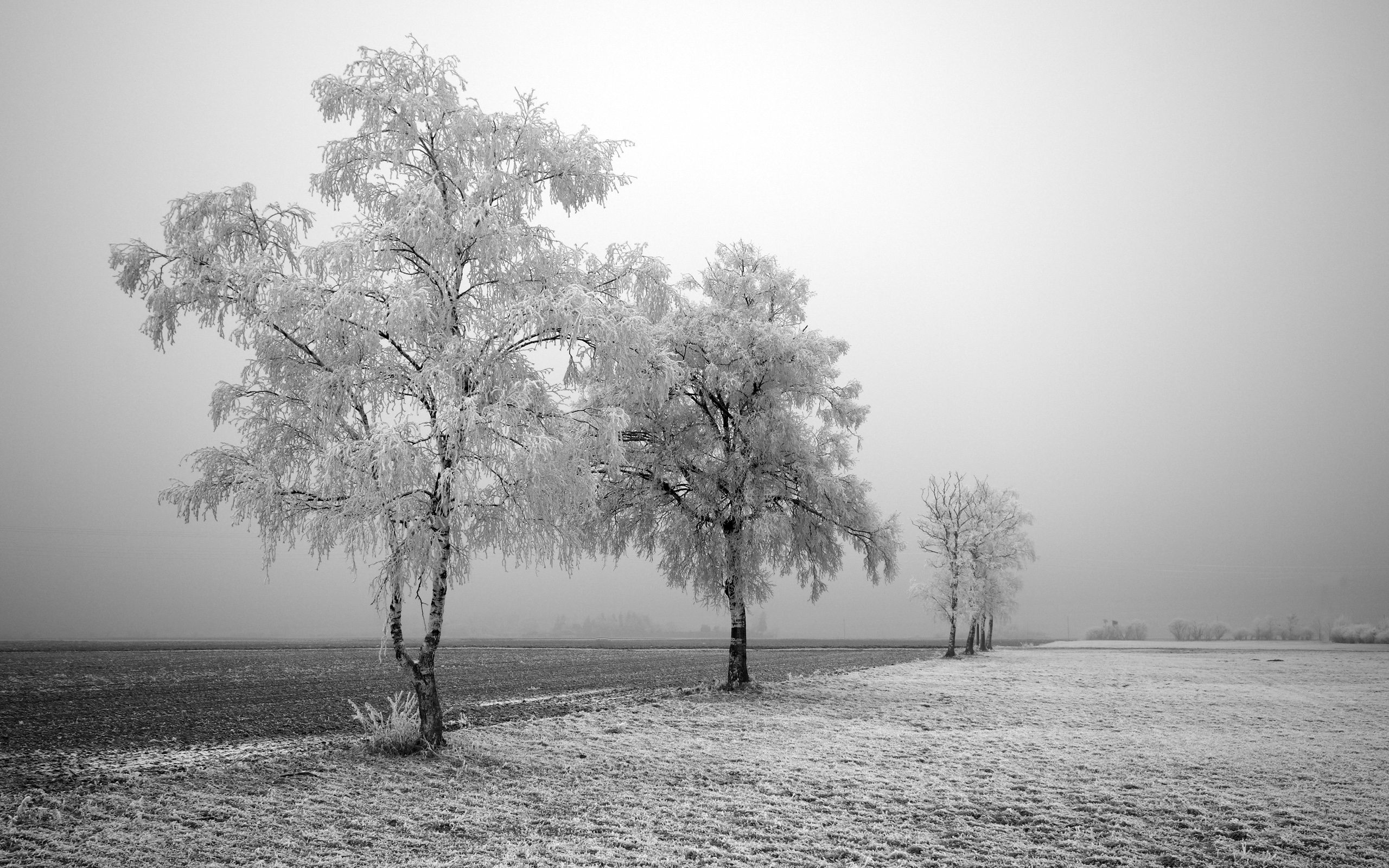 Black and white winter landscape with frosted trees HD Wallpaper