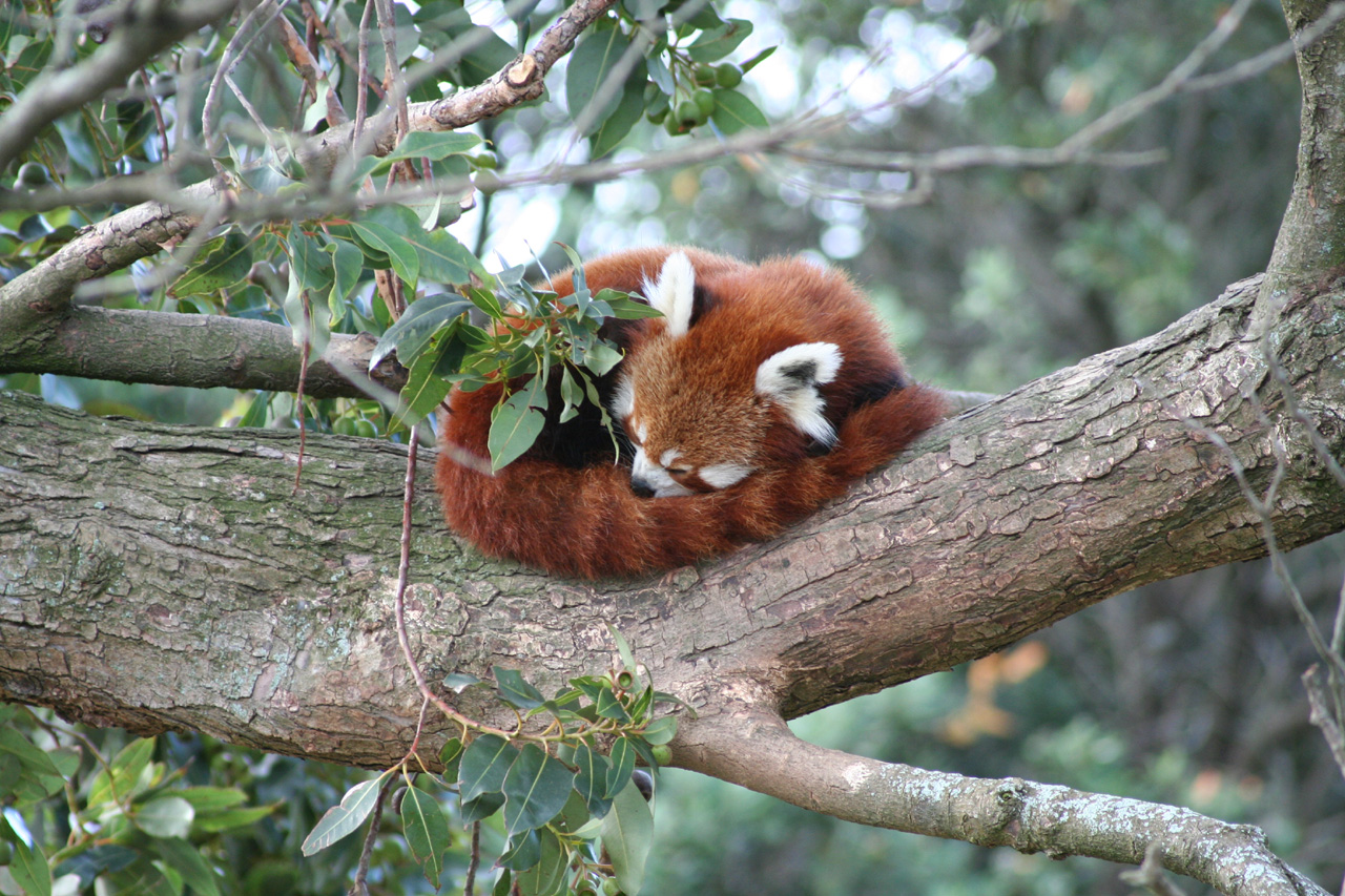Red Panda sleeping on a tree branch HD Wallpaper