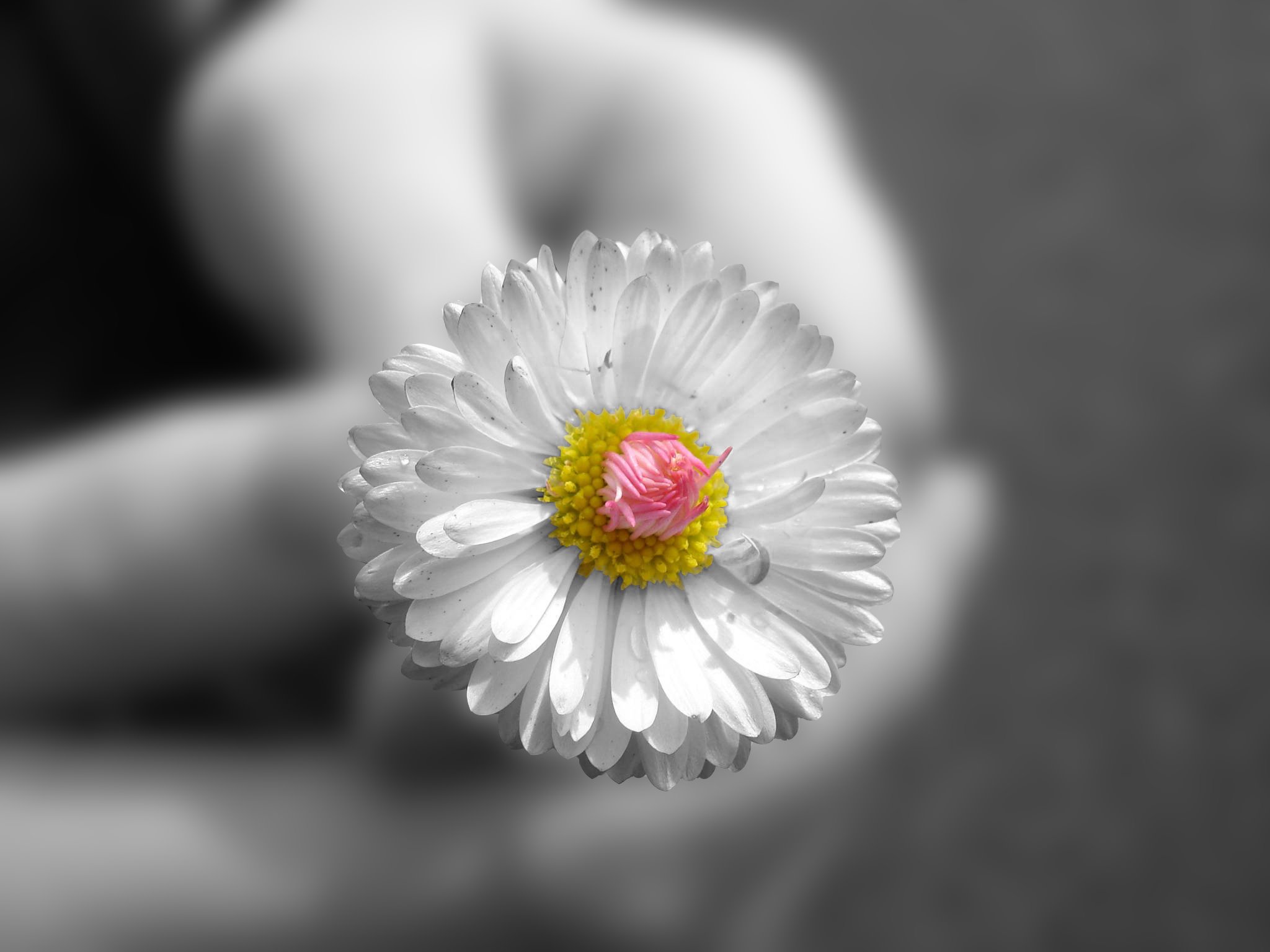 Close-up of a daisy with pink and yellow center HD Wallpaper