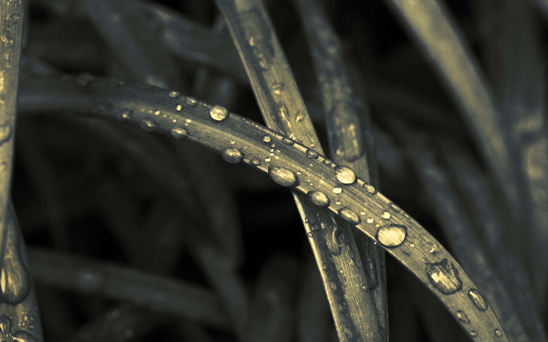 Close-up of grass blades with water droplets HD Wallpaper