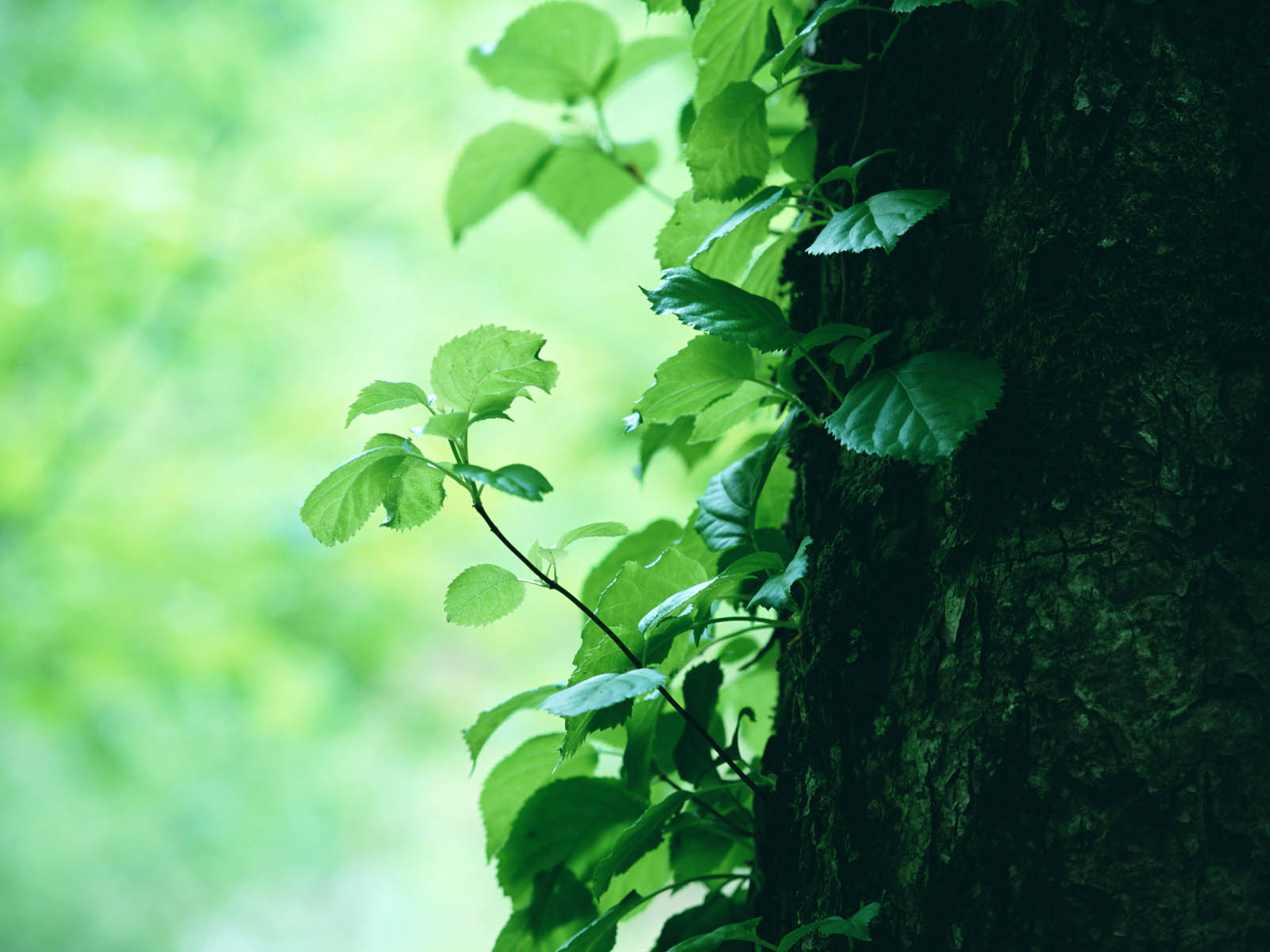 Tree trunk with green leaves HD Wallpaper