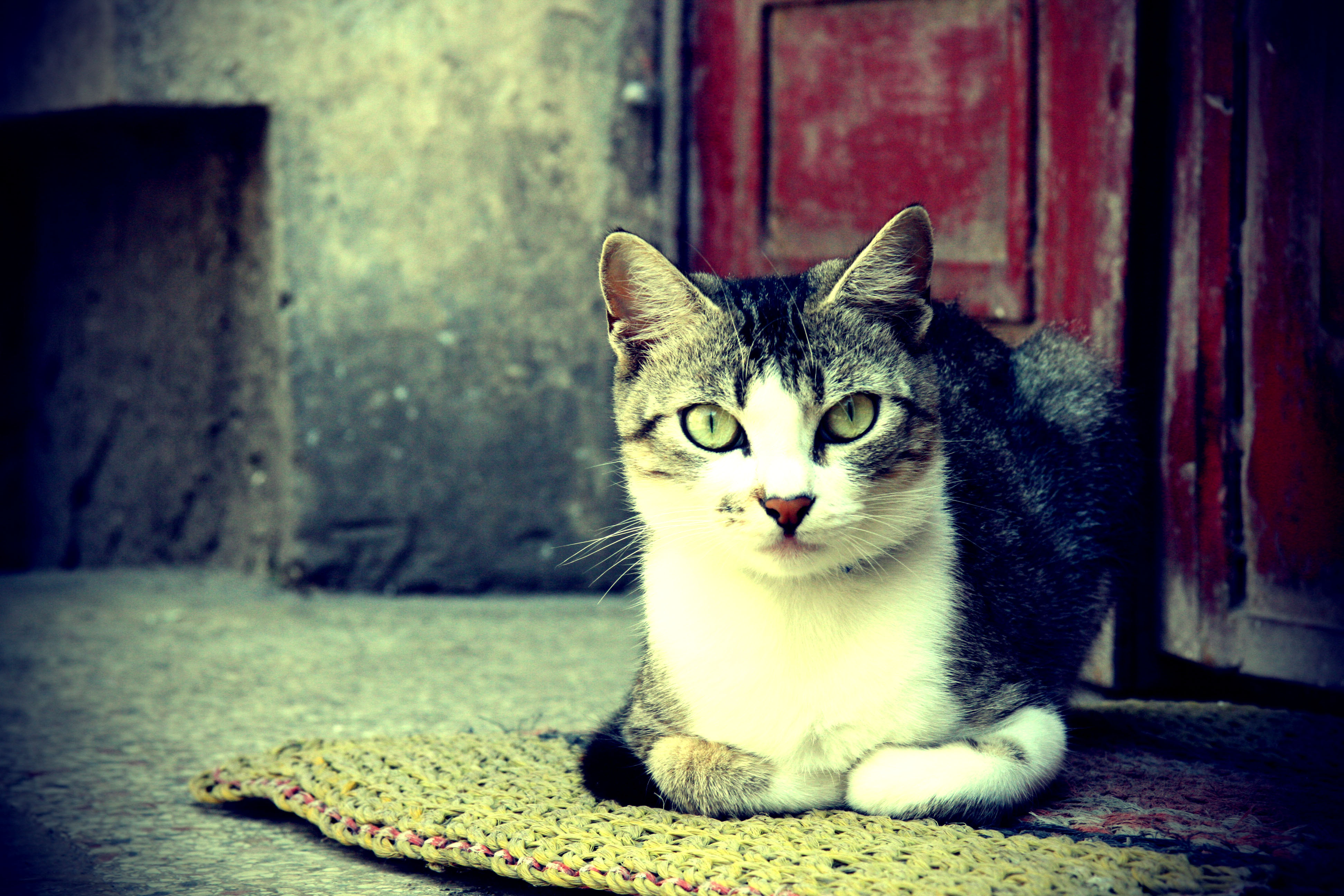 Cat sitting on a mat HD Wallpaper