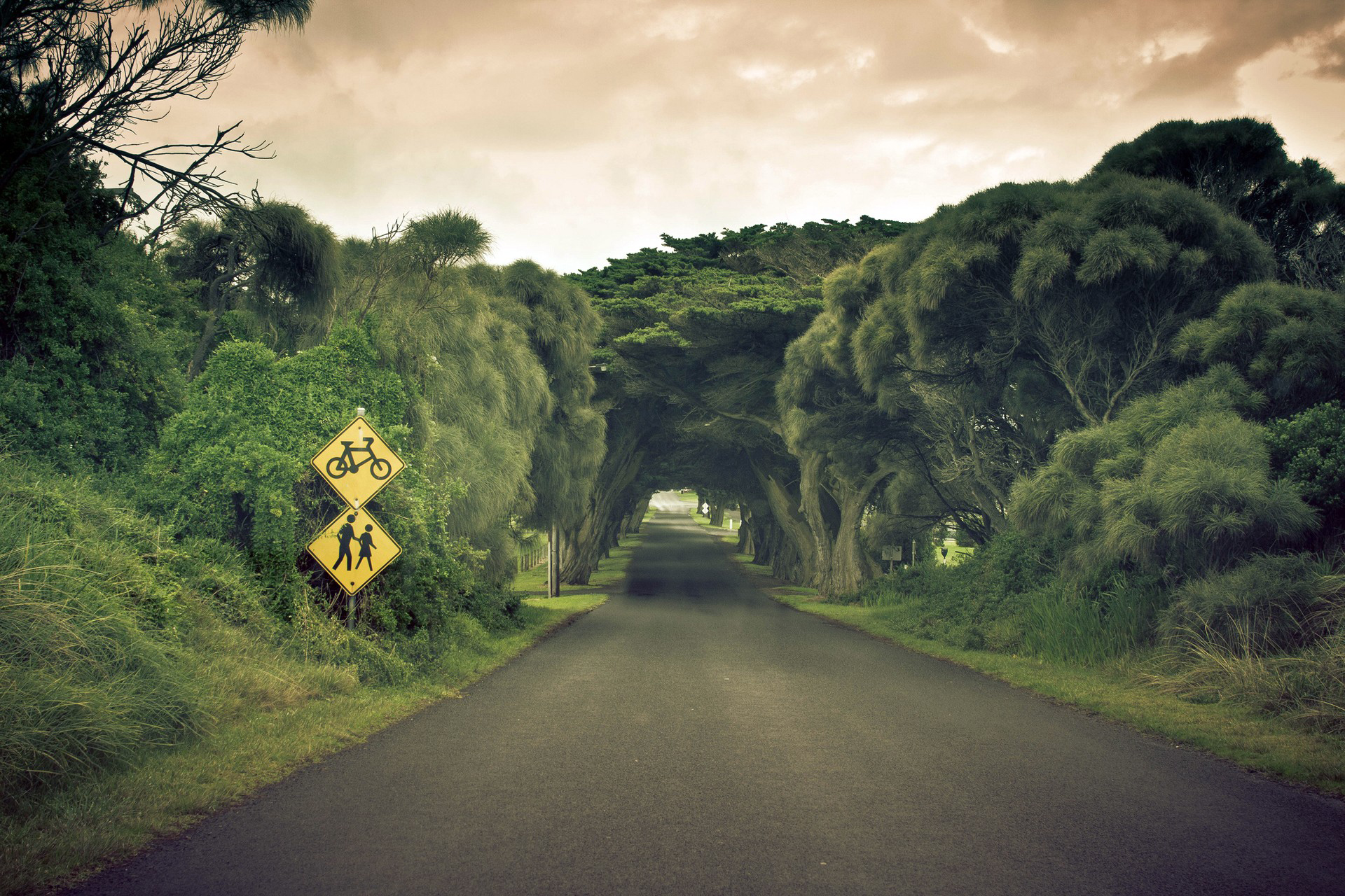 Road tunnel of trees with bicycle and pedestrian signs HD Wallpaper