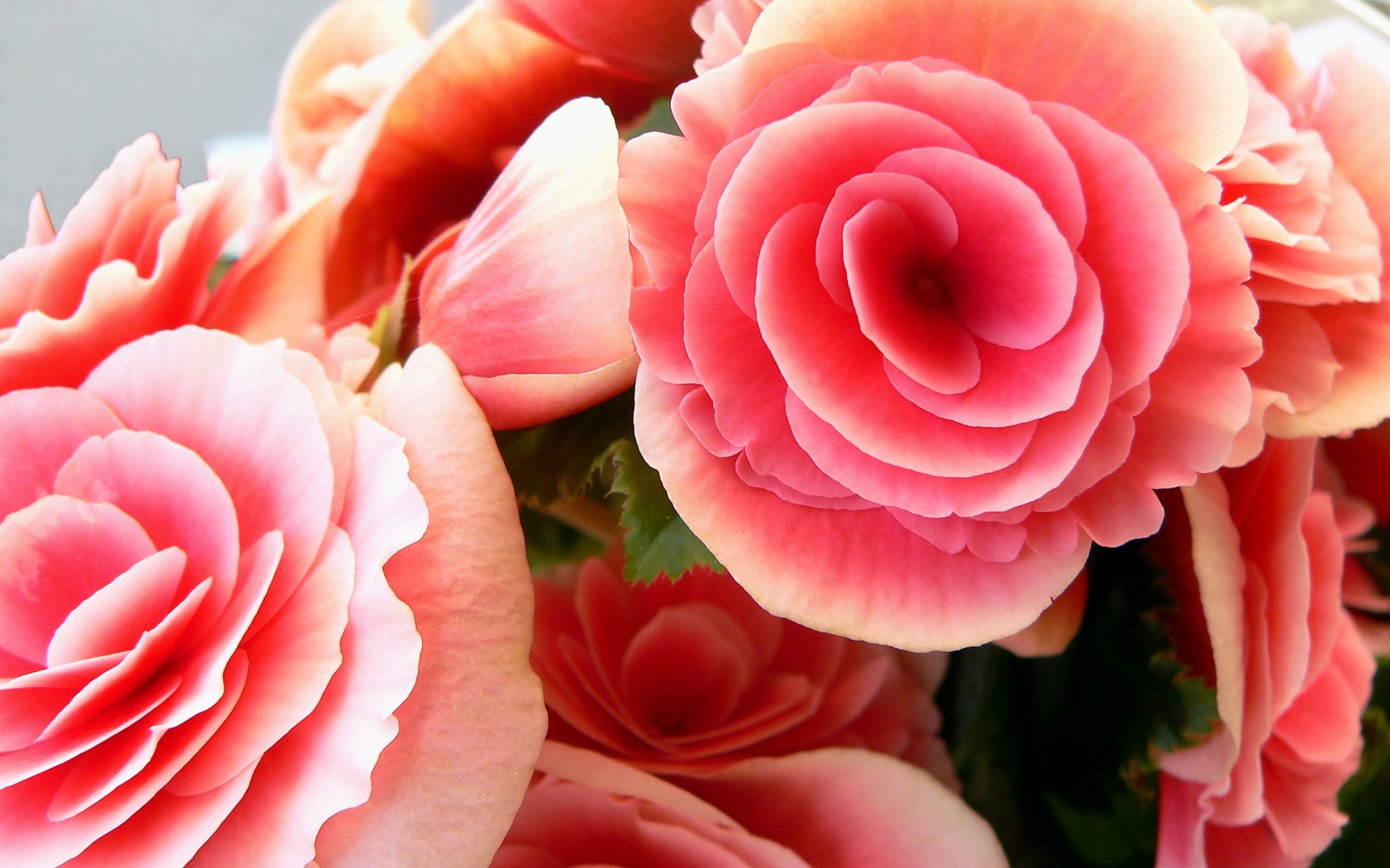 Close-up of pink and coral begonia flowers HD Wallpaper