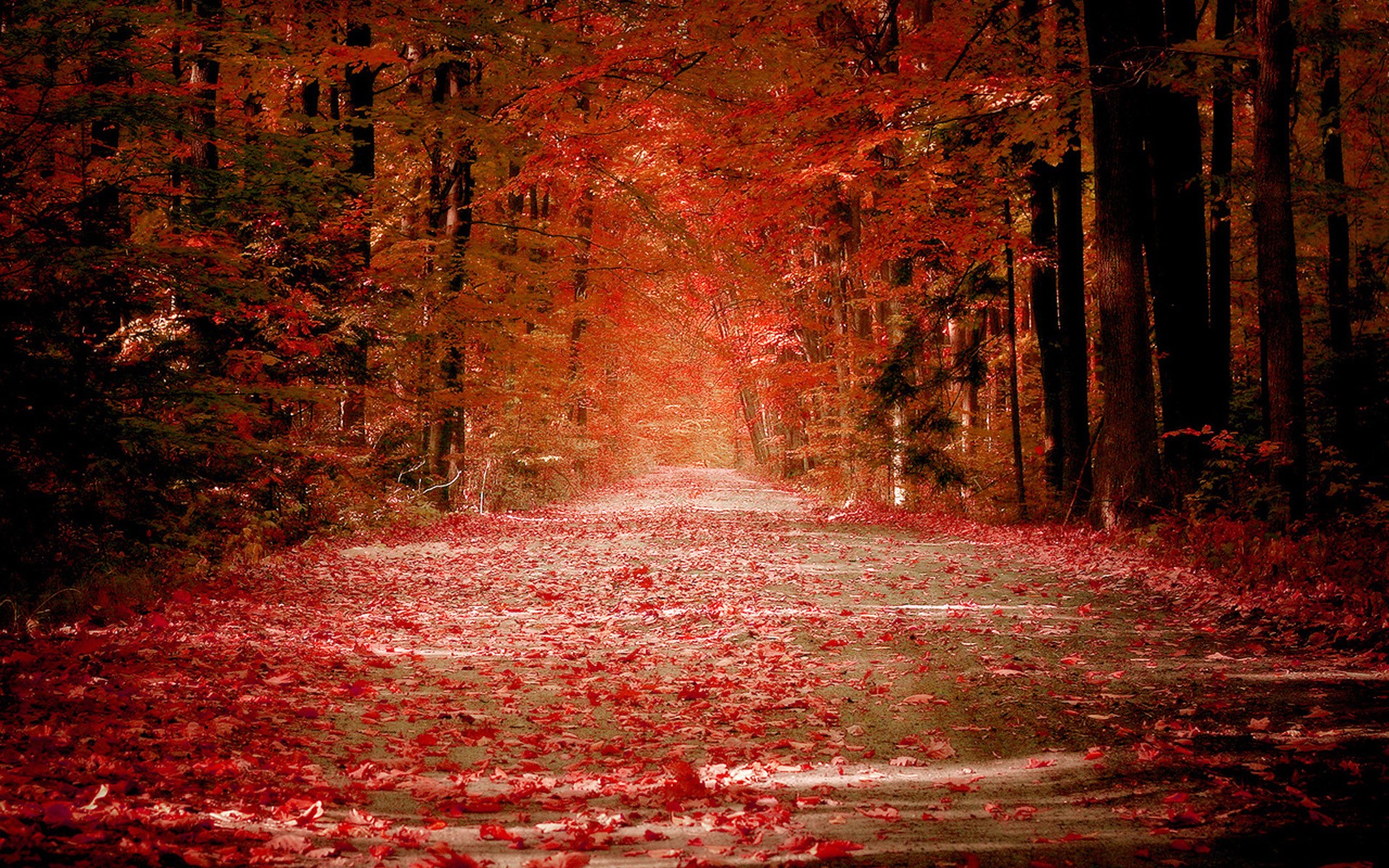 Autumn forest road covered in red leaves HD Wallpaper