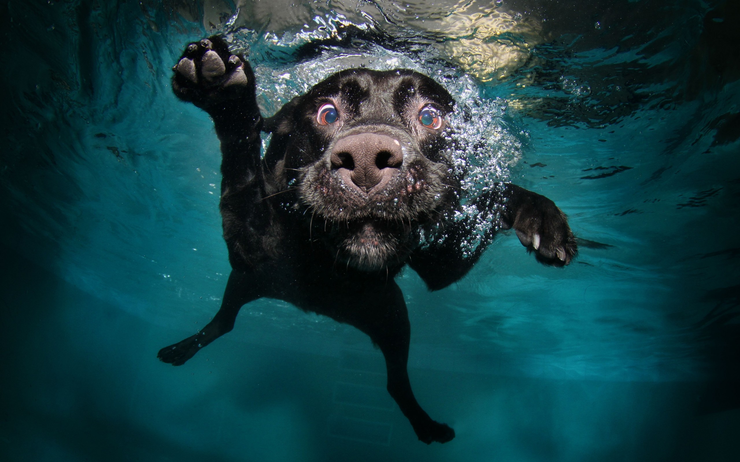 Black Labrador dog swimming underwater HD Wallpaper