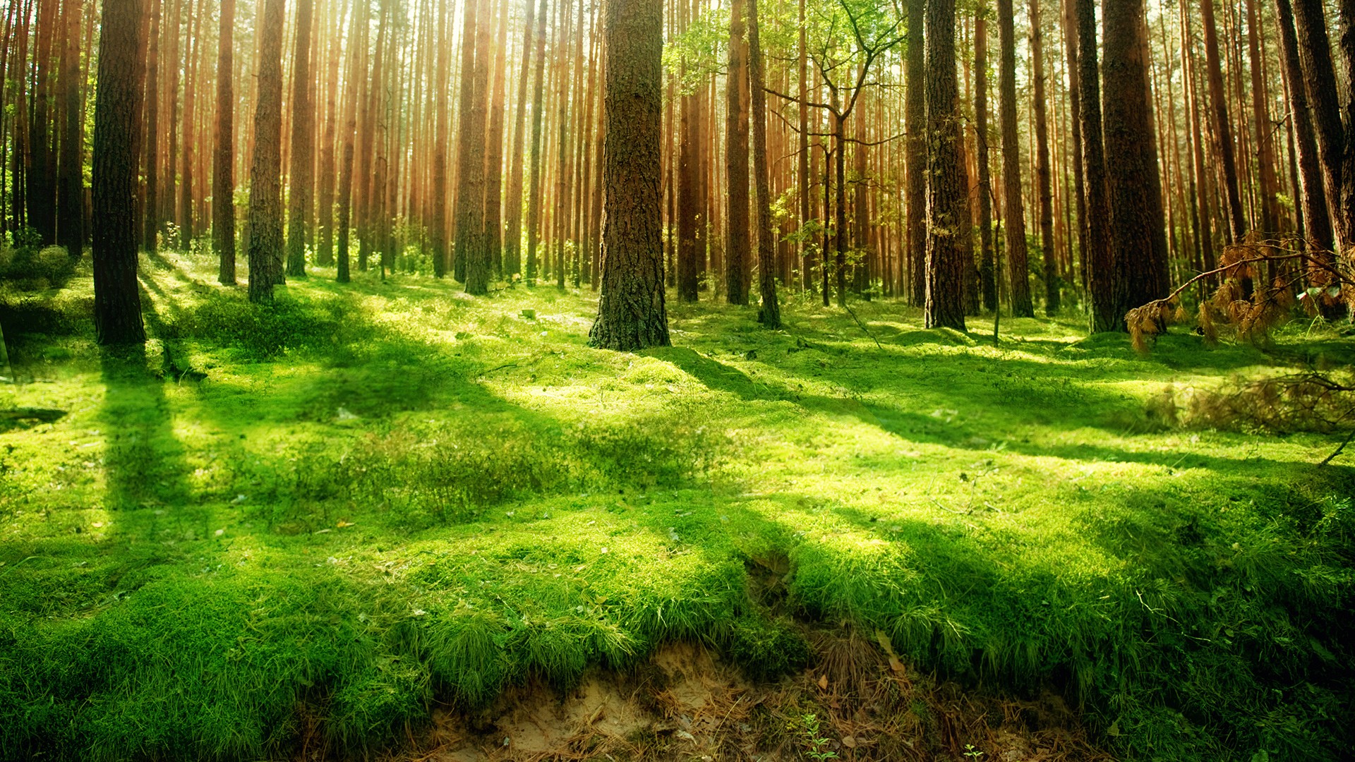 Sunlight filtering through a dense forest with green mossy ground HD Wallpaper