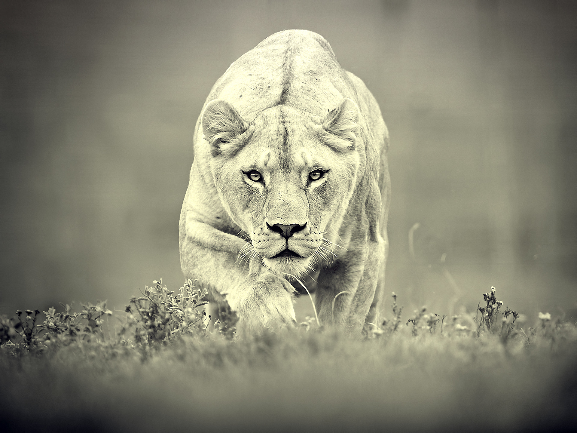 Lion walking through grass HD Wallpaper