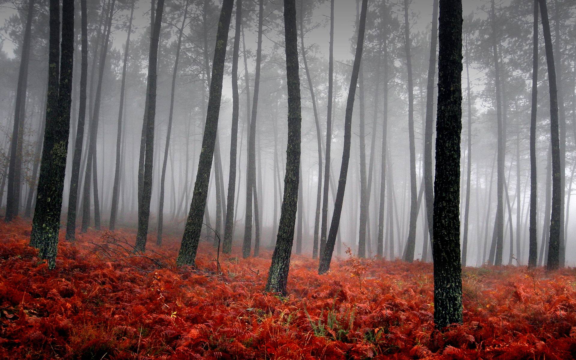 Foggy forest with red ferns HD Wallpaper