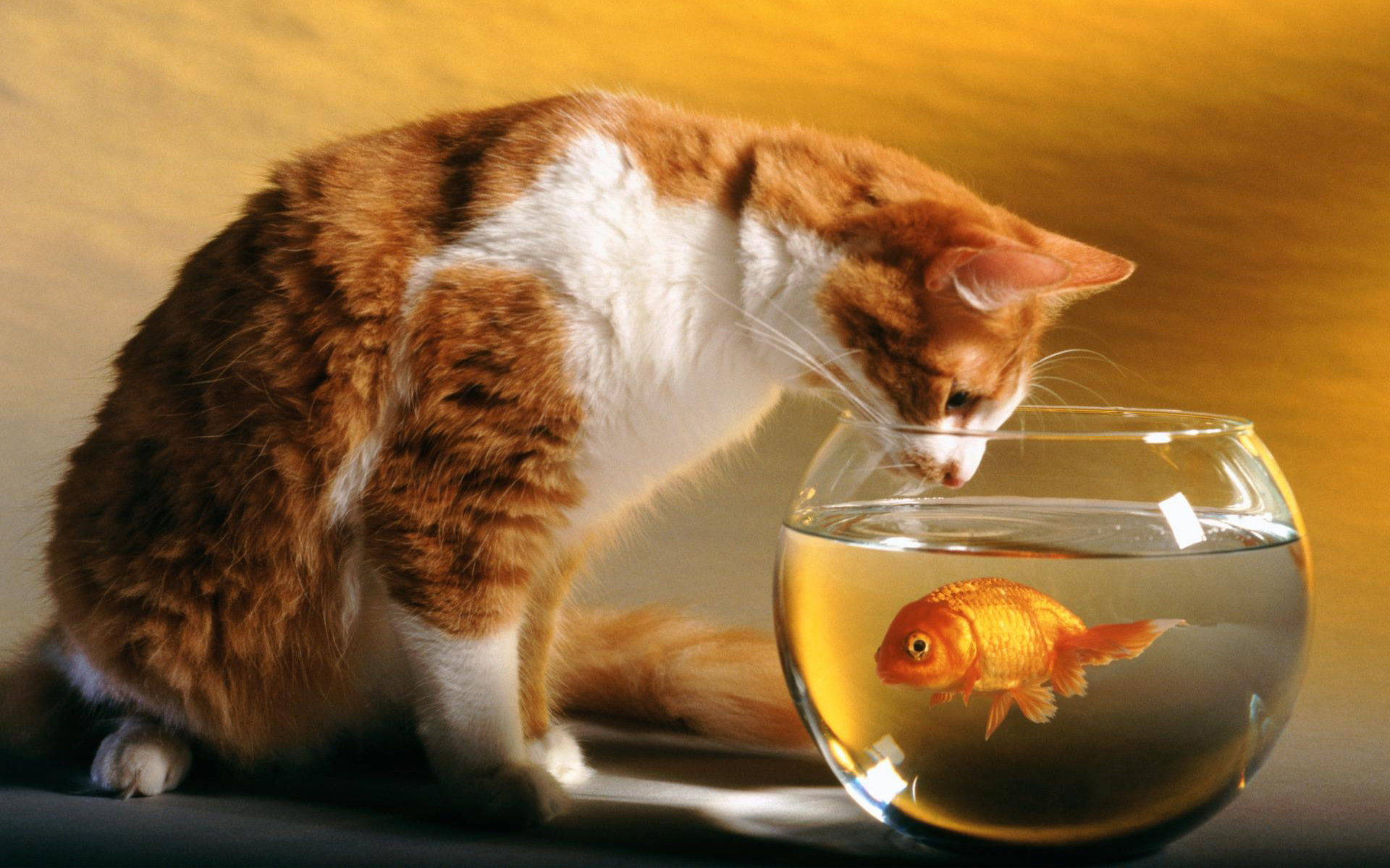 Orange and white cat looking at a goldfish in a bowl HD Wallpaper