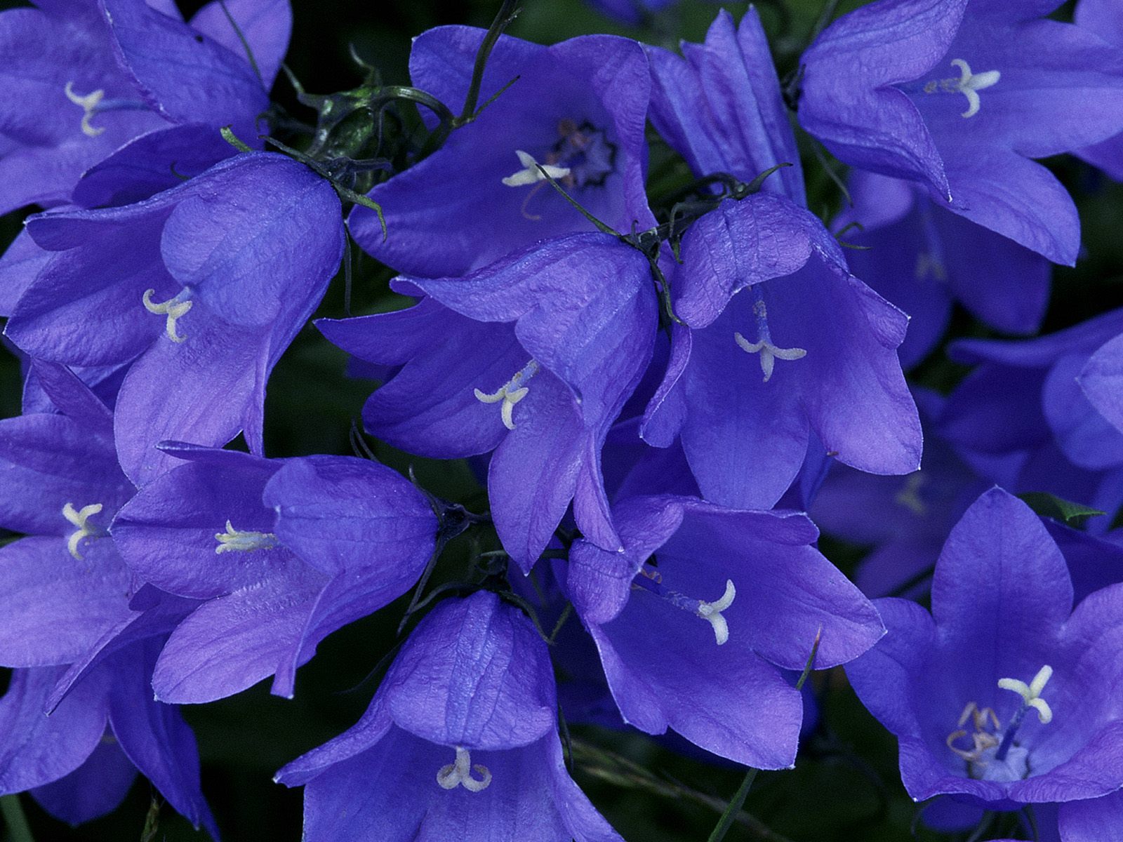 Close-up of Blue Bellflowers HD Wallpaper