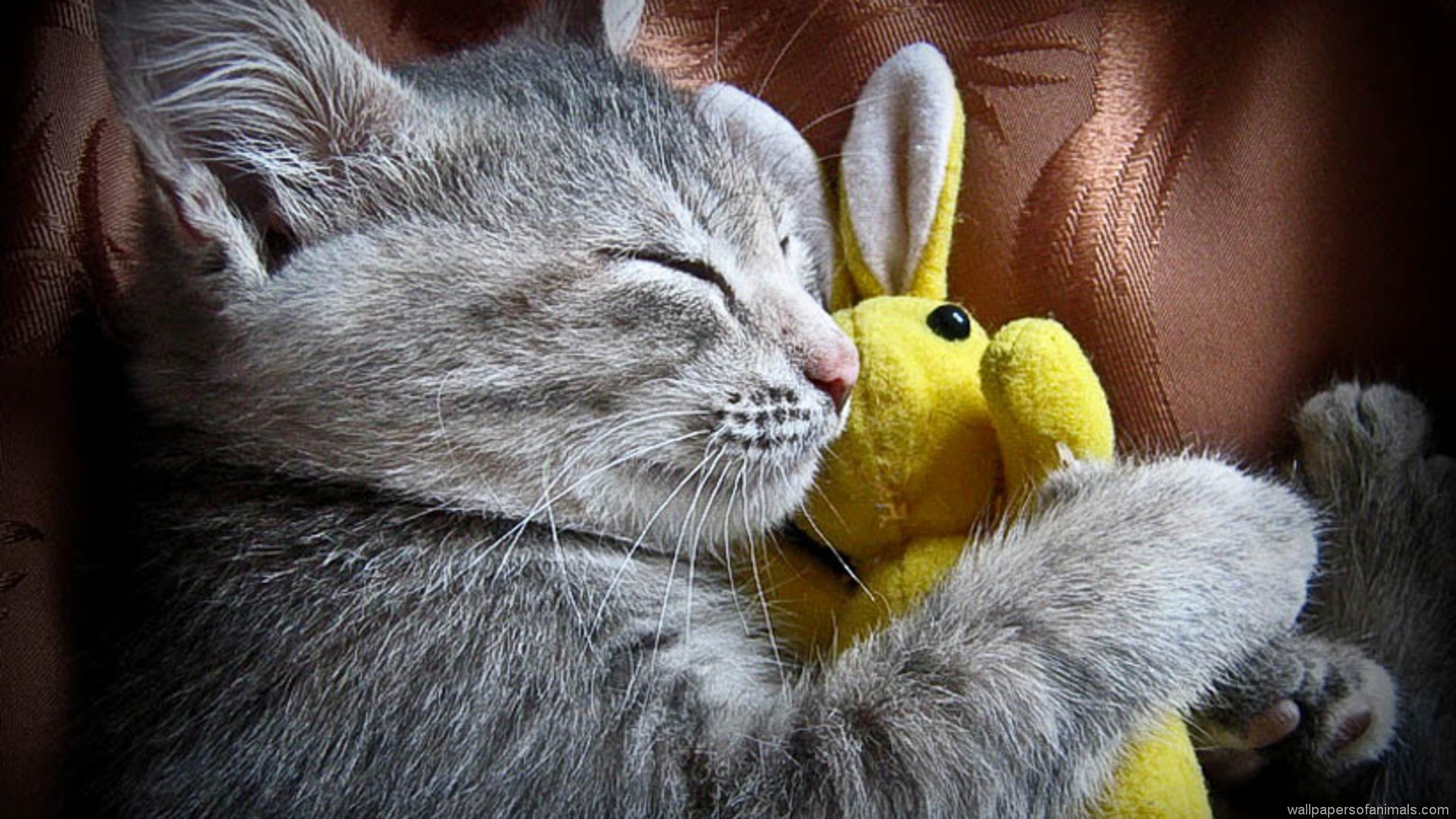 Gray kitten sleeping with a yellow bunny toy HD Wallpaper