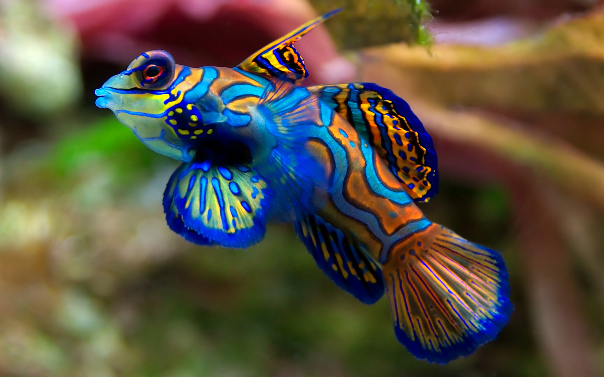 Colorful Mandarinfish swimming in aquarium HD Wallpaper
