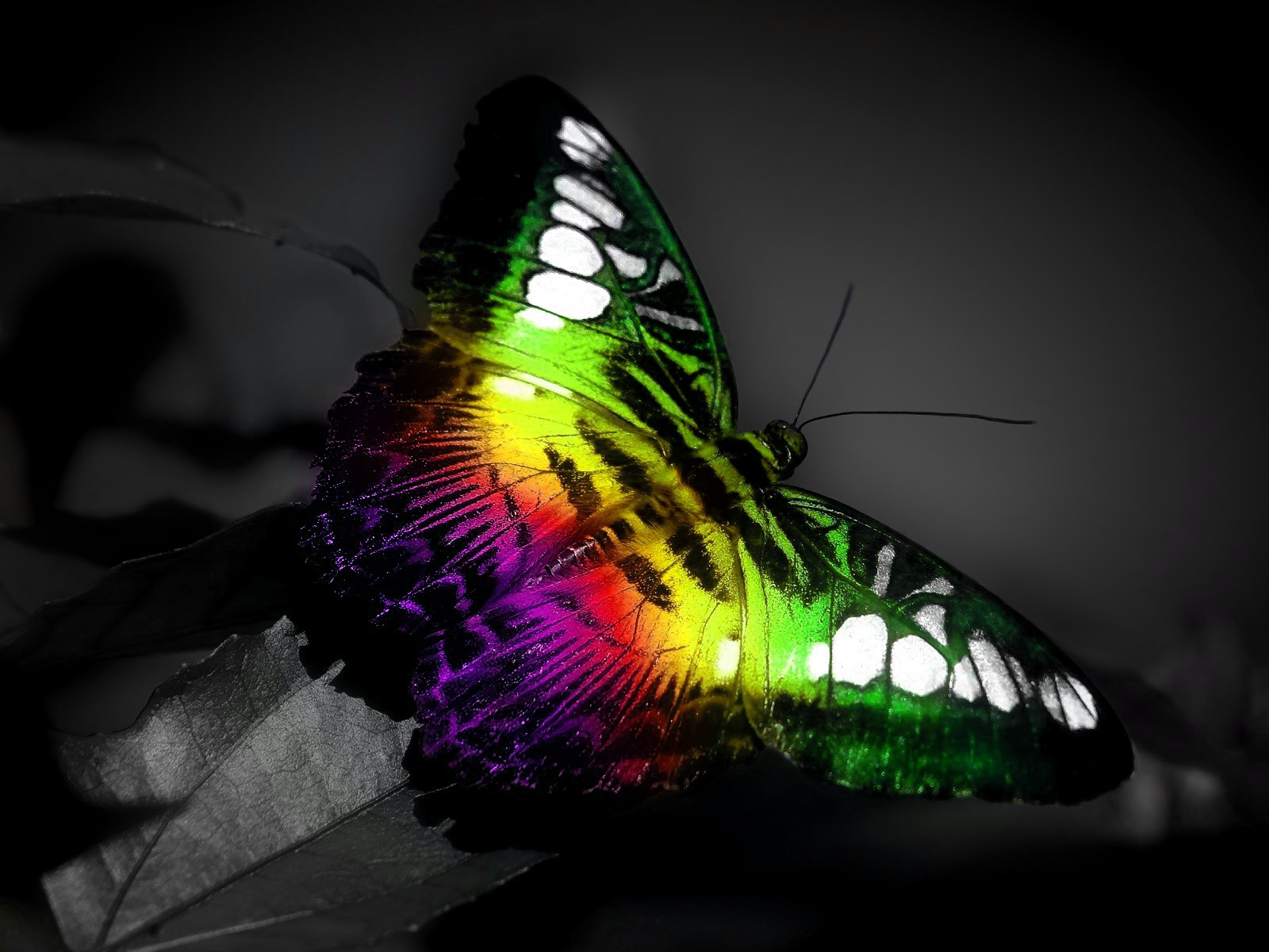 Artistic photography of a colorful butterfly on a leaf HD Wallpaper