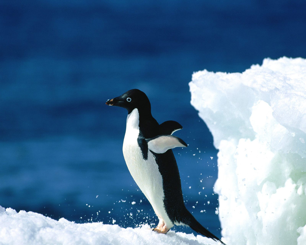 Adelie Penguin on Ice HD Wallpaper