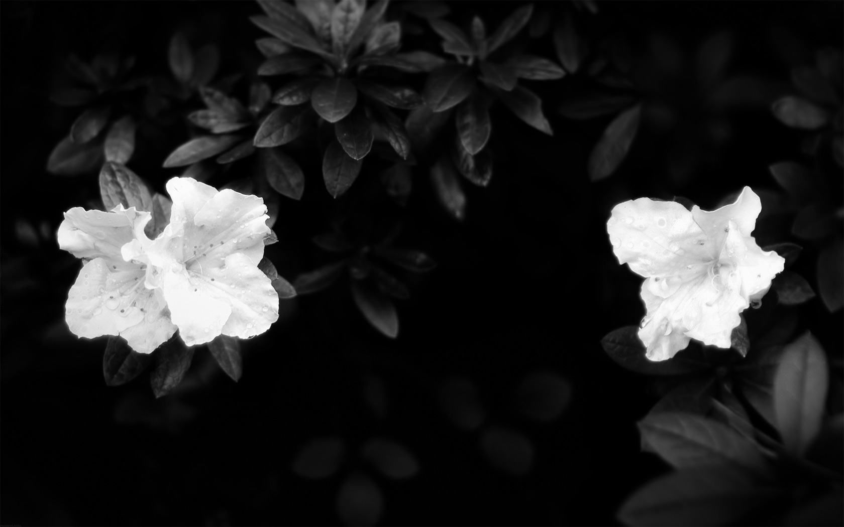 Two white azalea flowers on a dark background HD Wallpaper