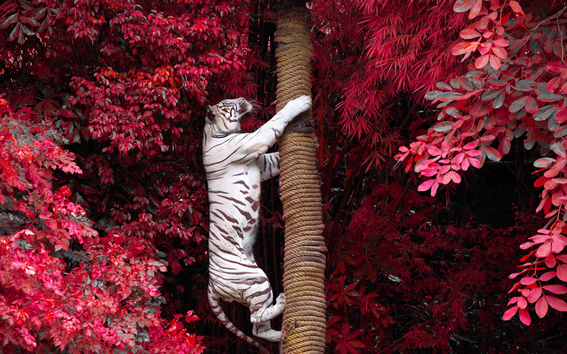 White Tiger climbing a tree trunk HD Wallpaper