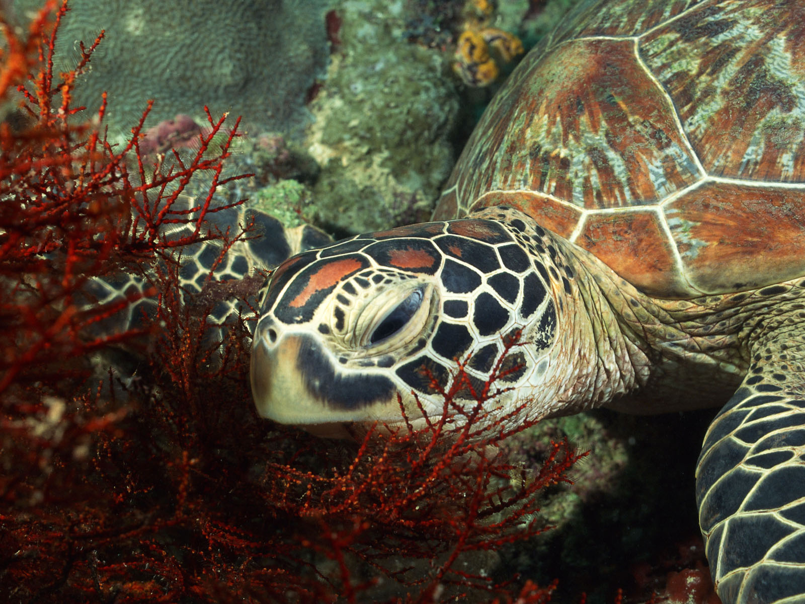 Green sea turtle near red coral HD Wallpaper
