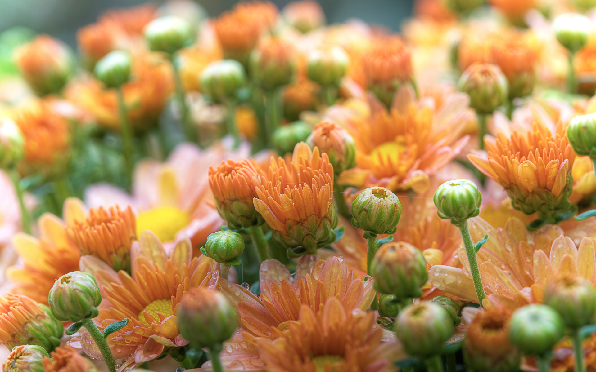 Orange Chrysanthemums and Buds HD Wallpaper