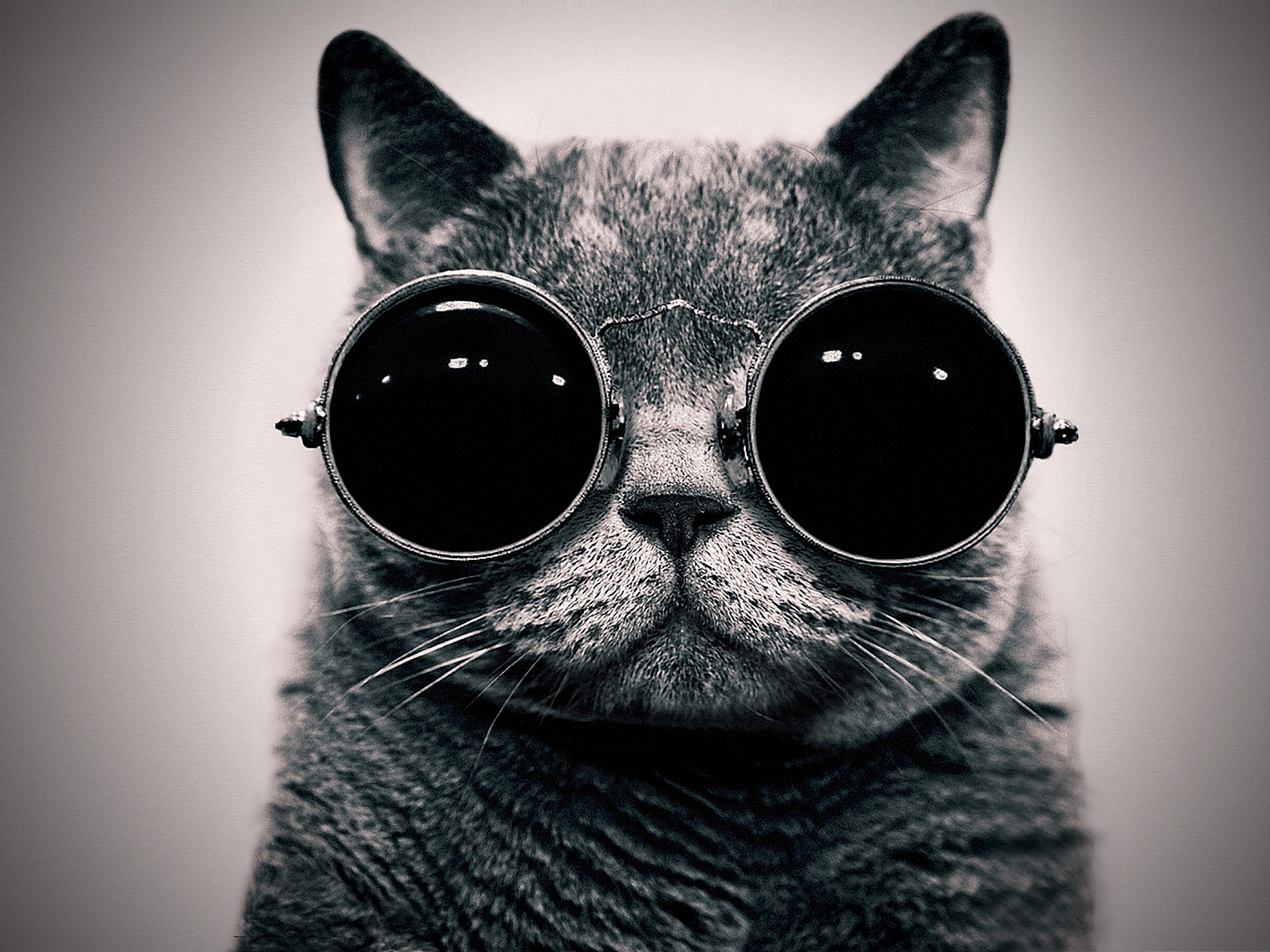 Close-up of a cat wearing round sunglasses HD Wallpaper
