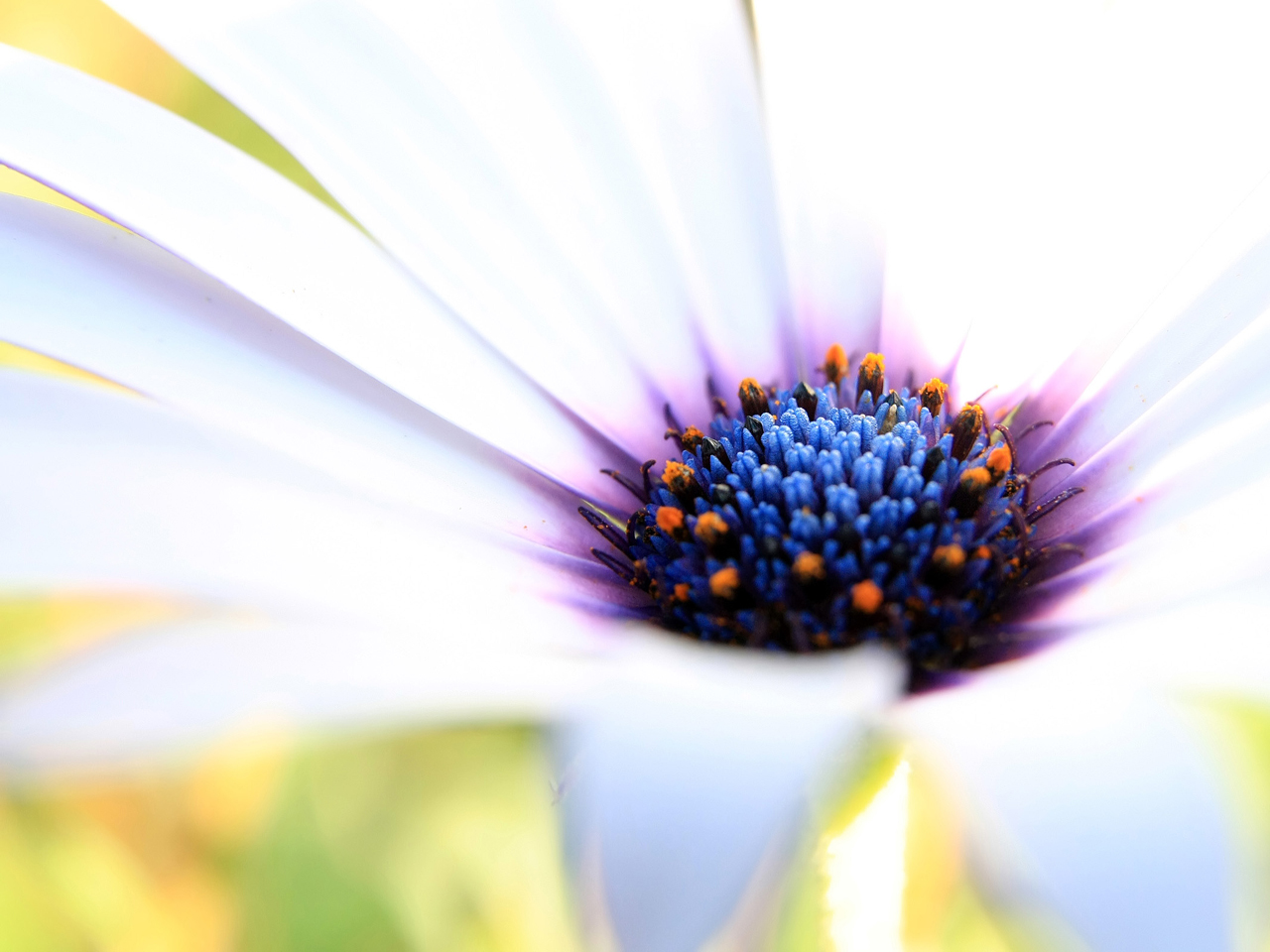 Close-up of a white daisy with a blue center HD Wallpaper