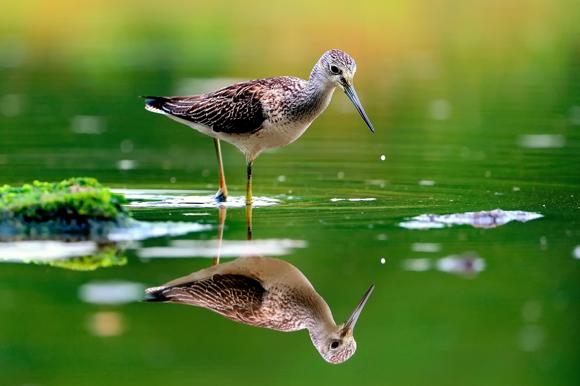 Bird reflected in green water HD Wallpaper