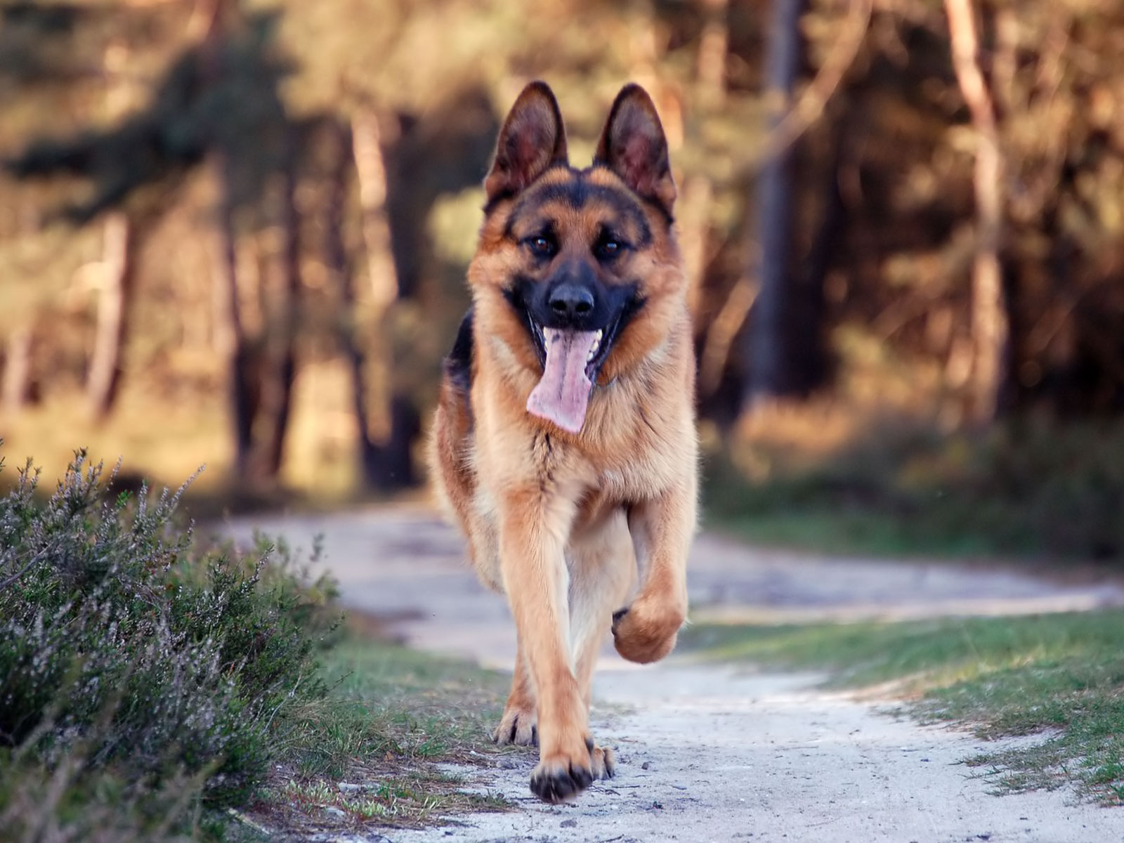 German Shepherd dog running on a path HD Wallpaper