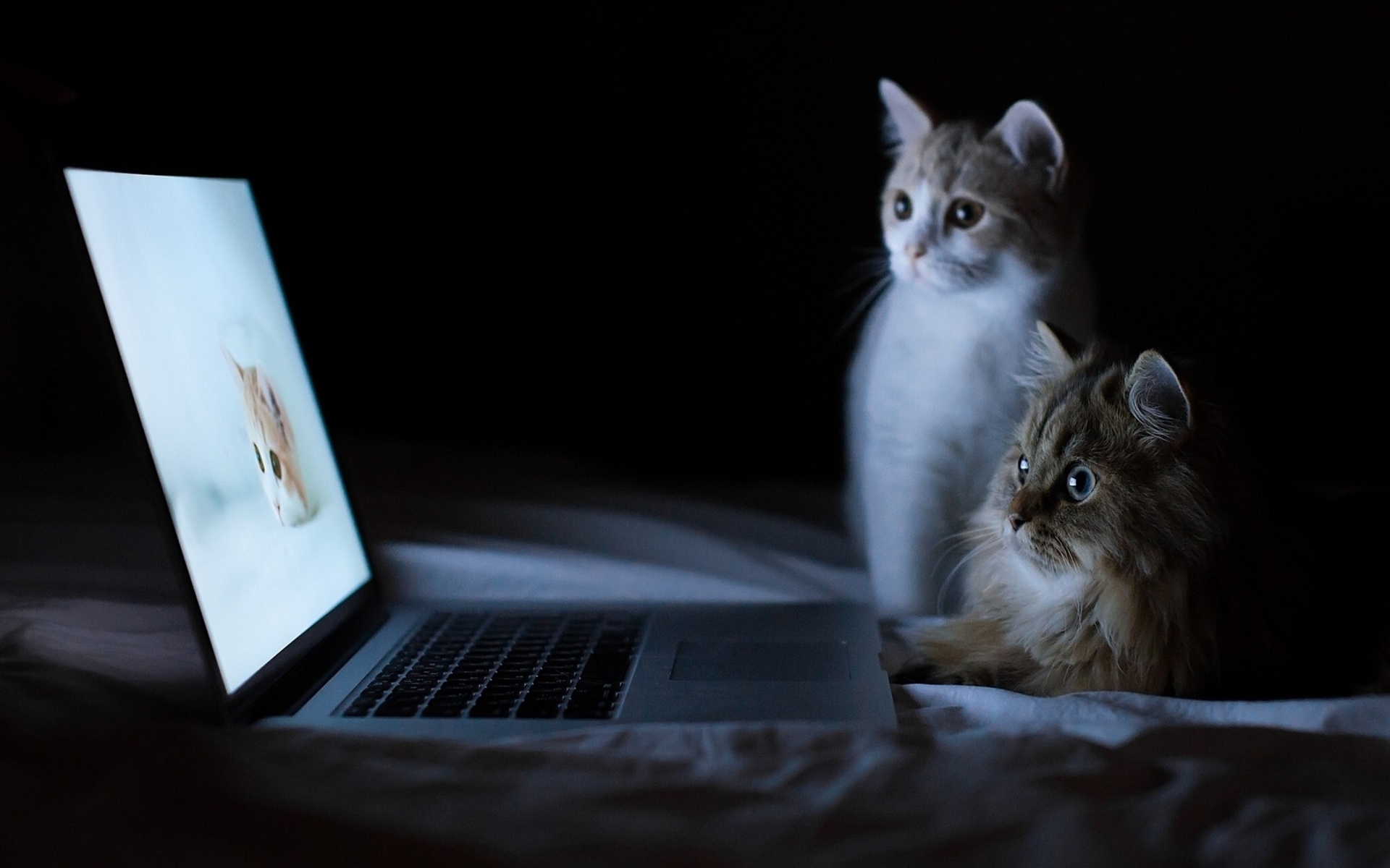 Two cats watching a laptop screen HD Wallpaper