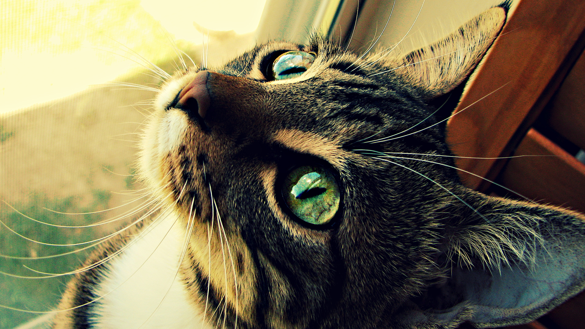 Close-up of a Tabby Cat with Green Eyes HD Wallpaper