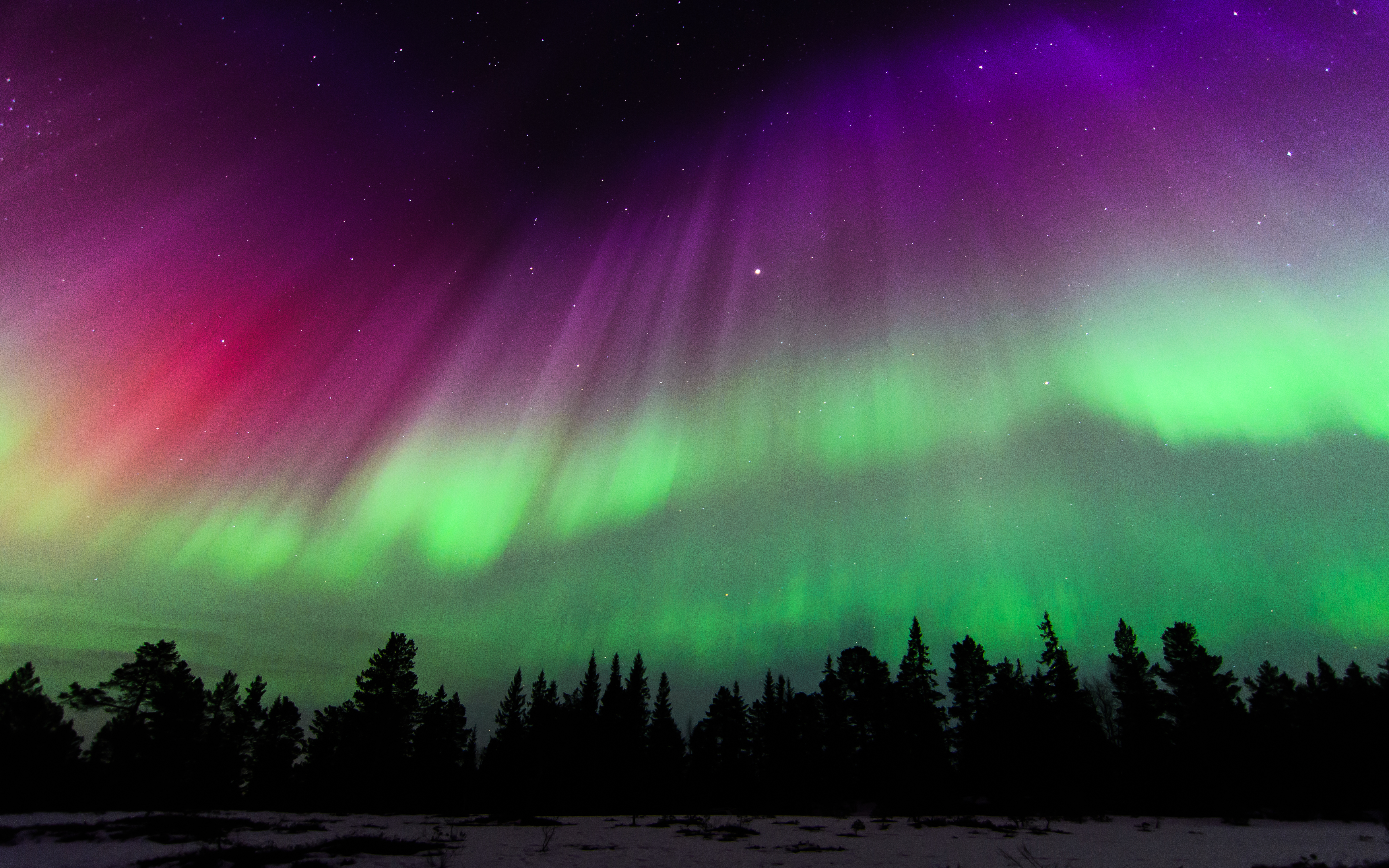 Aurora Borealis over a forest in Norway HD Wallpaper