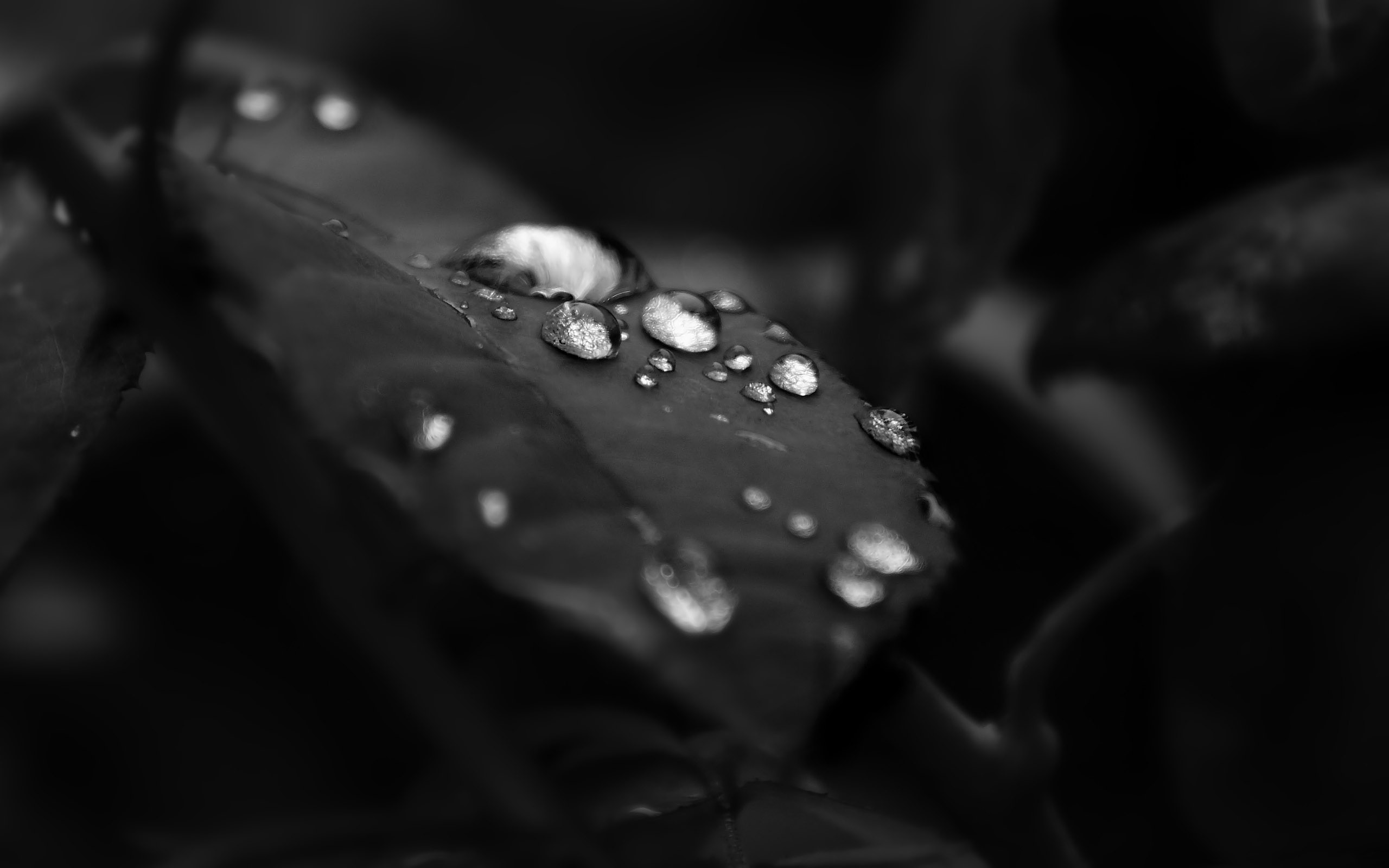Water drops on a dark leaf HD Wallpaper