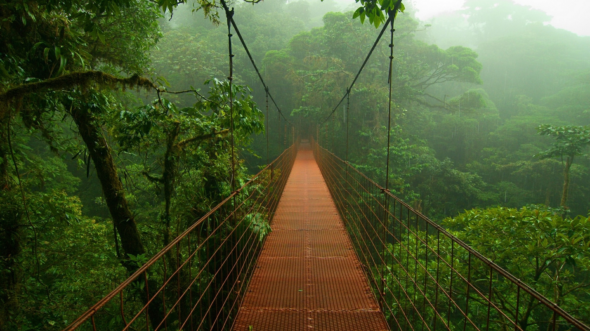 Suspension bridge over a misty rainforest HD Wallpaper