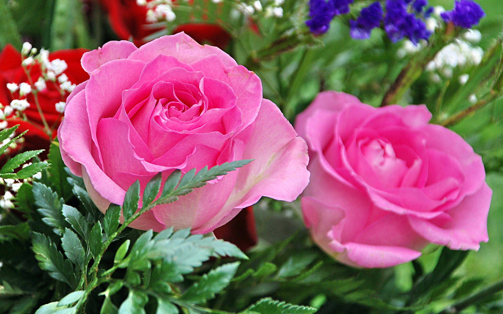 Pink Roses and Greenery HD Wallpaper