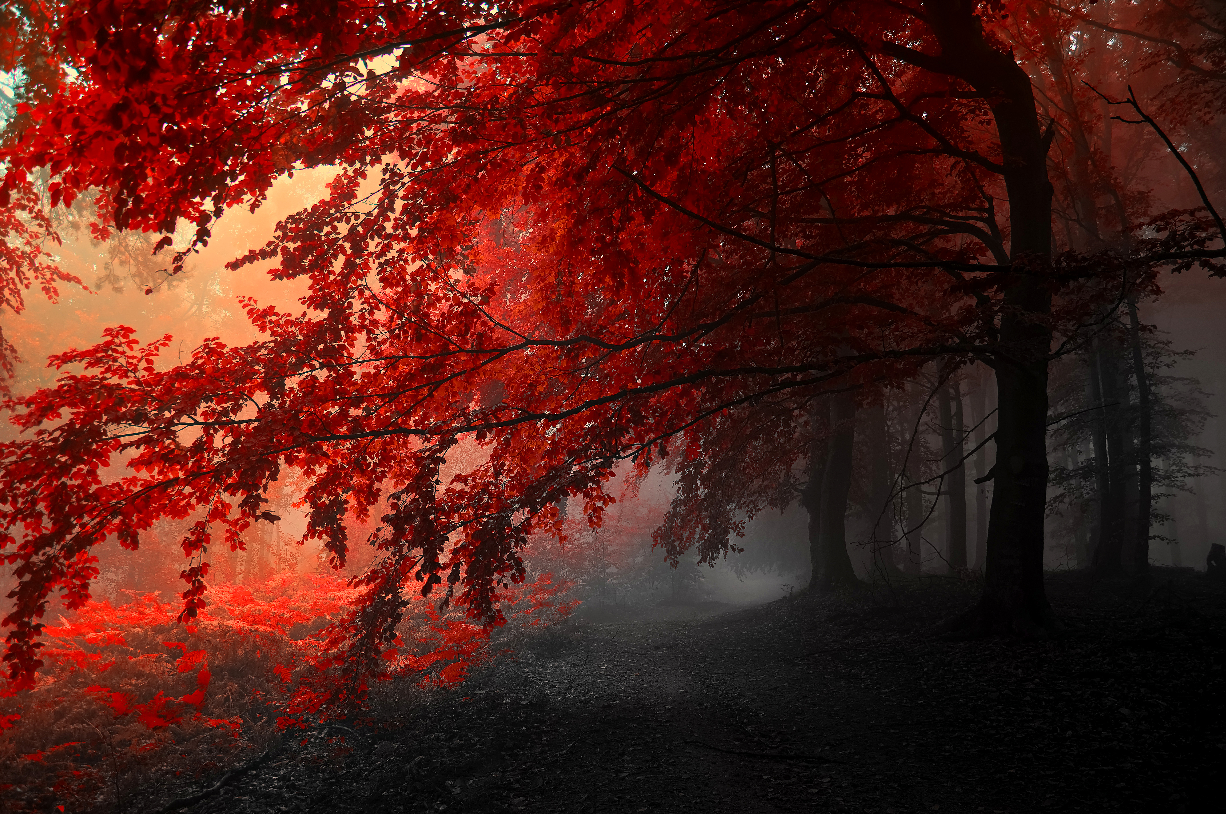 Red leaves in a foggy forest during fall HD Wallpaper