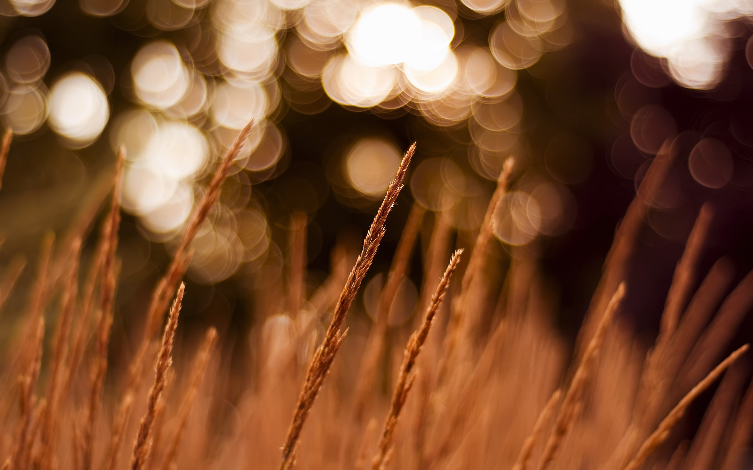Wheat stalks with bokeh background HD Wallpaper