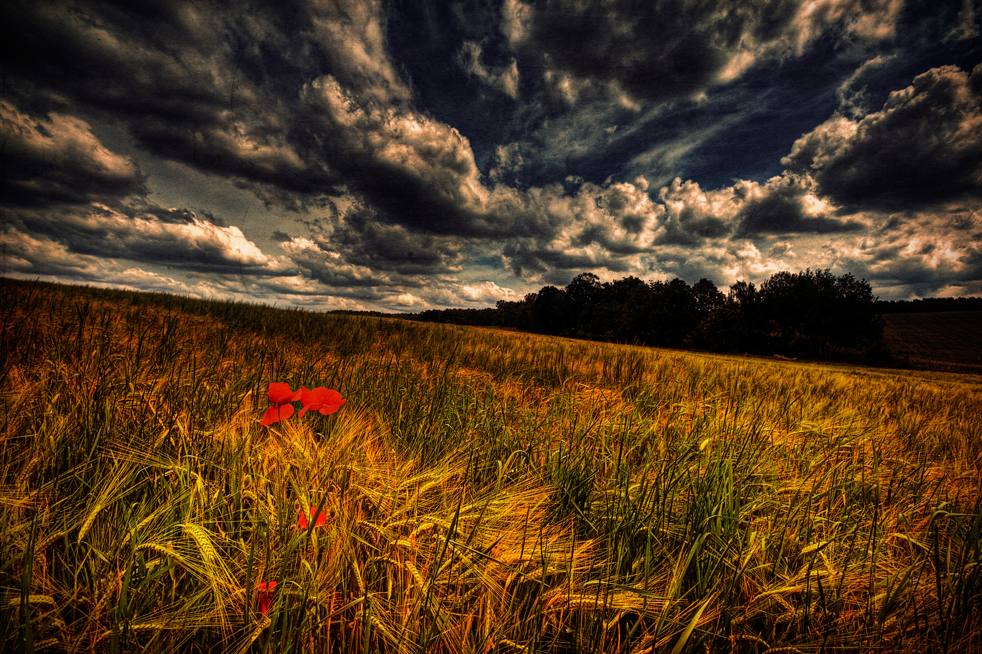 Field of wheat with poppies under stormy sky HD Wallpaper