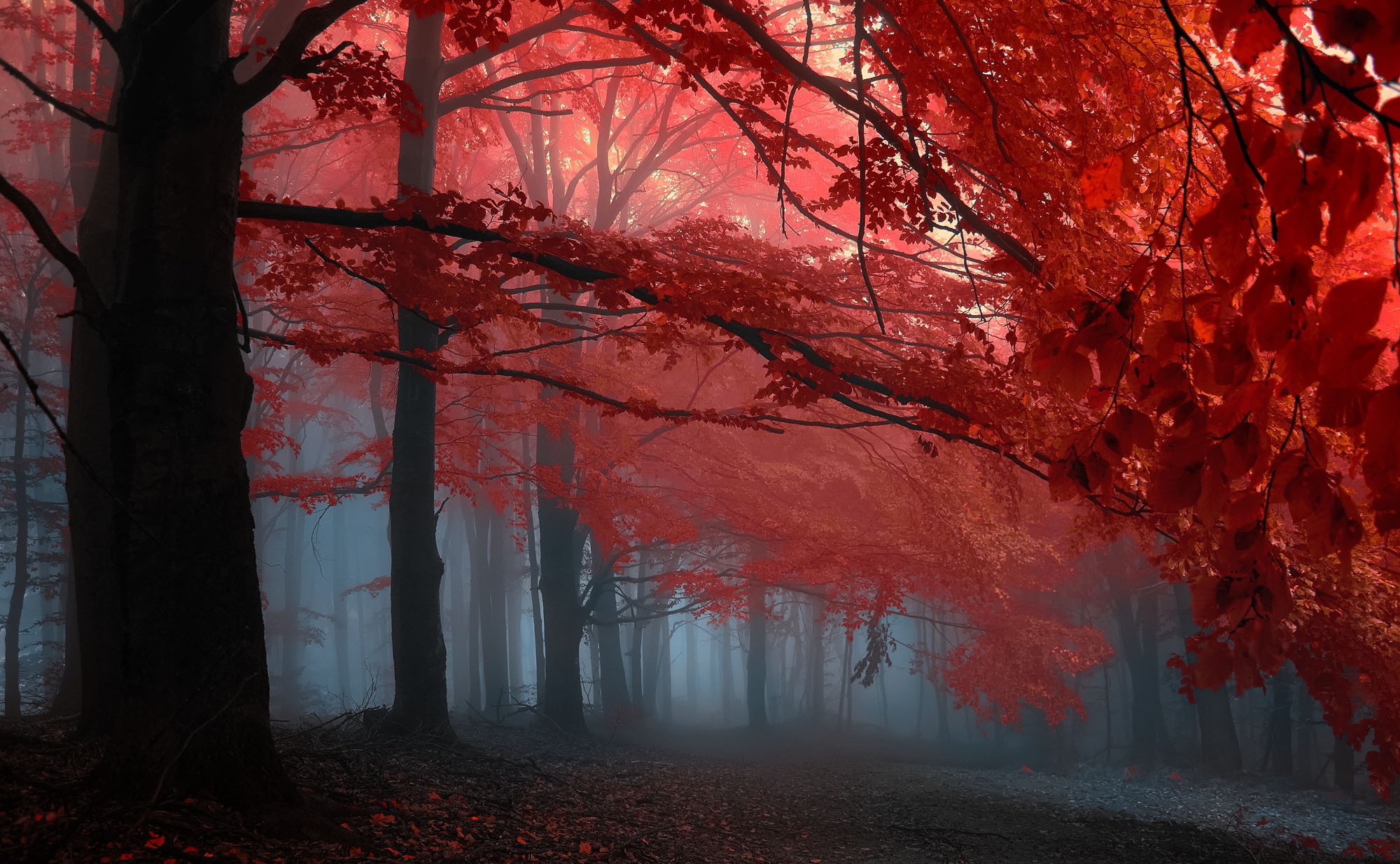 Red Forest in Fog HD Wallpaper