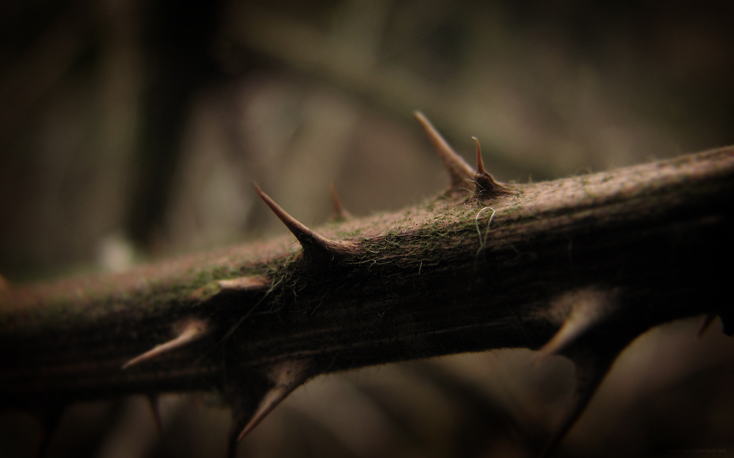 Close up of a thorny branch HD Wallpaper