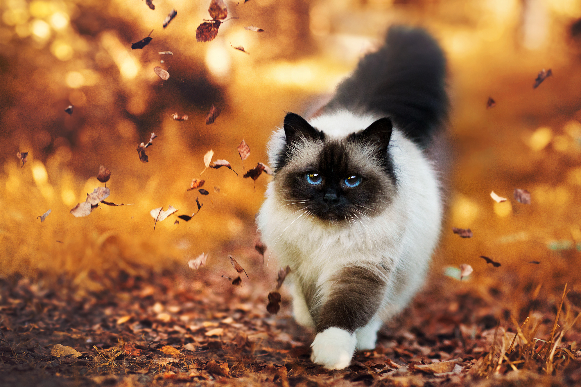 Himalayan Cat with Blue Eyes in Autumn Leaves HD Wallpaper