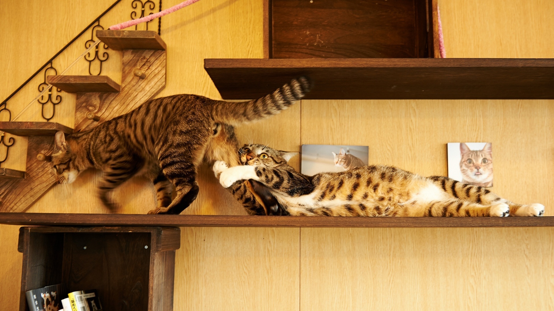 Two cats playing on shelves HD Wallpaper