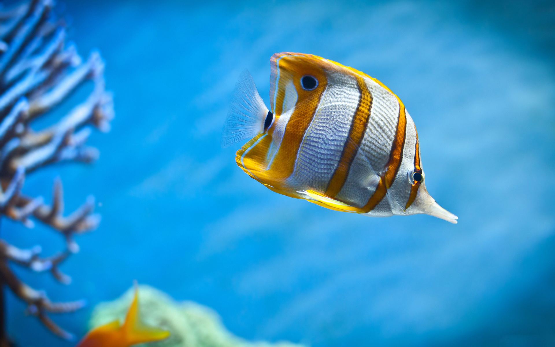 Butterflyfish swimming in blue water with coral HD Wallpaper