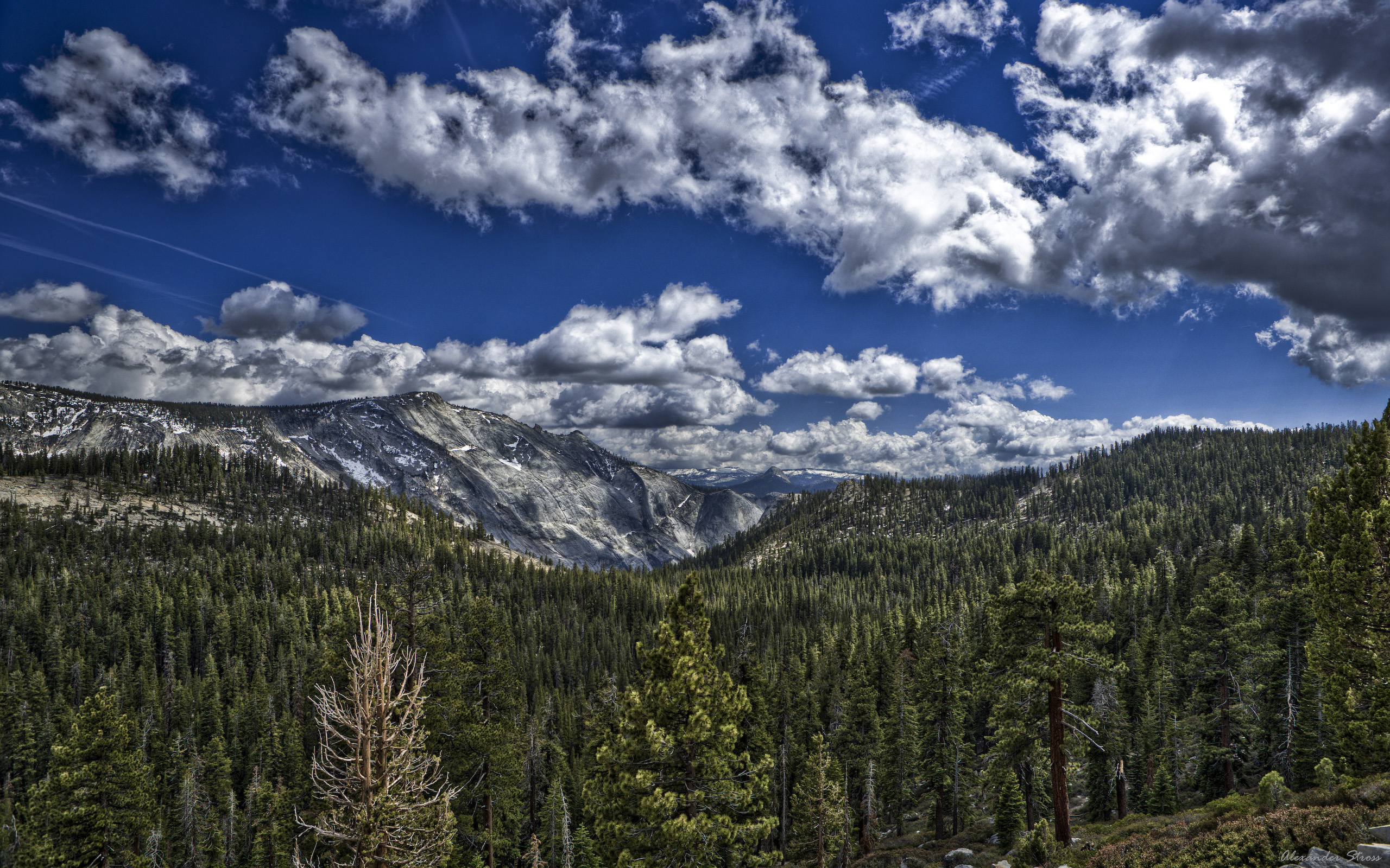 Mountain range with pine forest and clouds HD Wallpaper